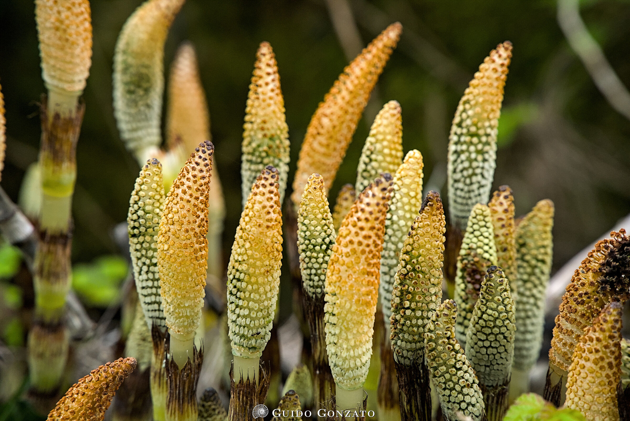 Horsetails