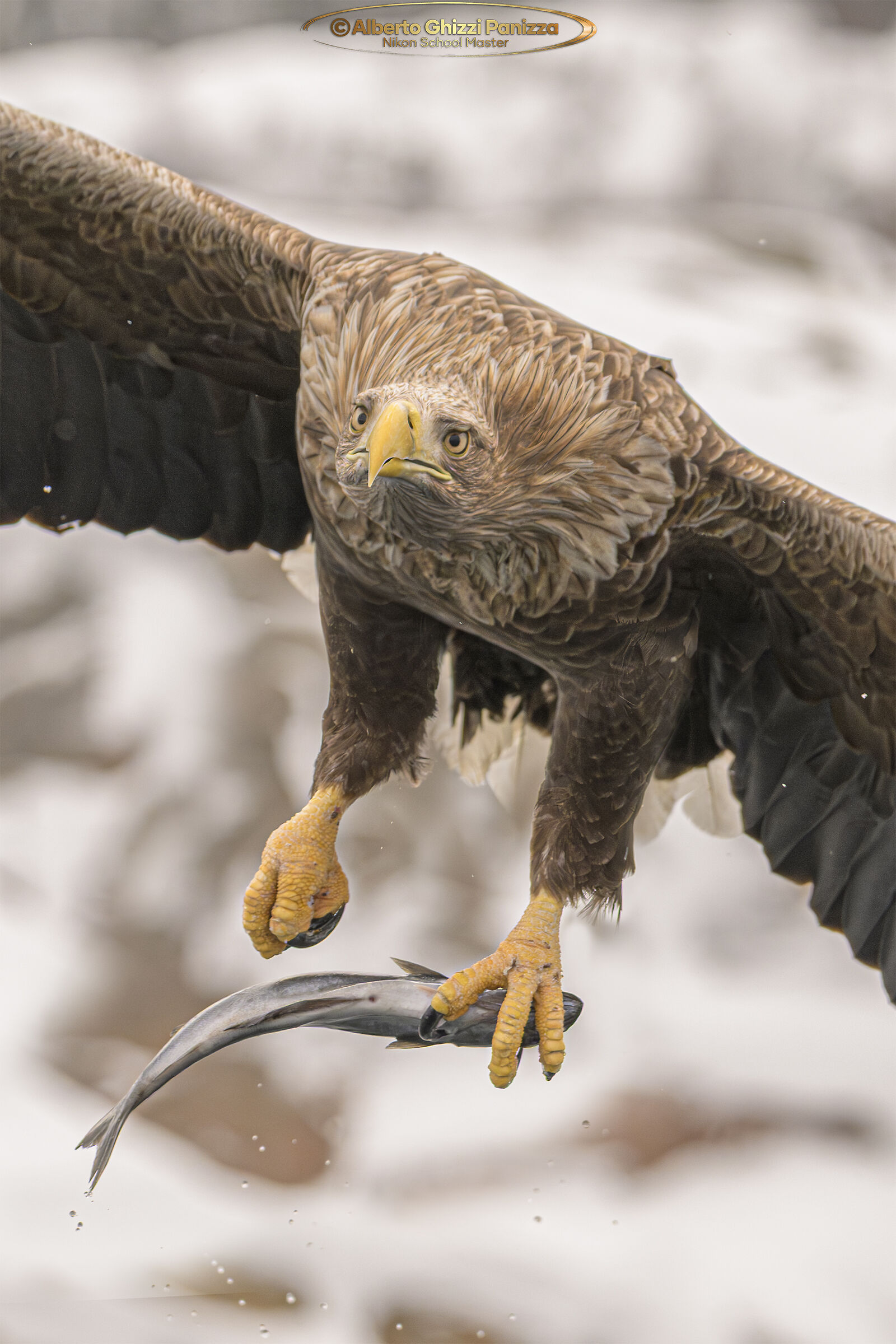 Sea eagle with prey
