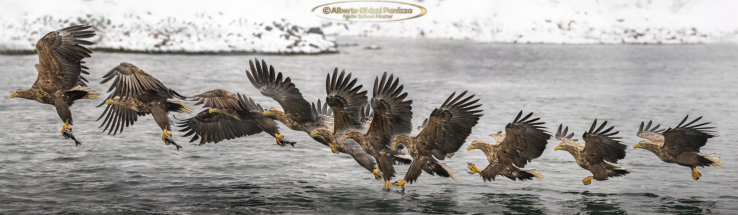 Sea eagle fishing sequence