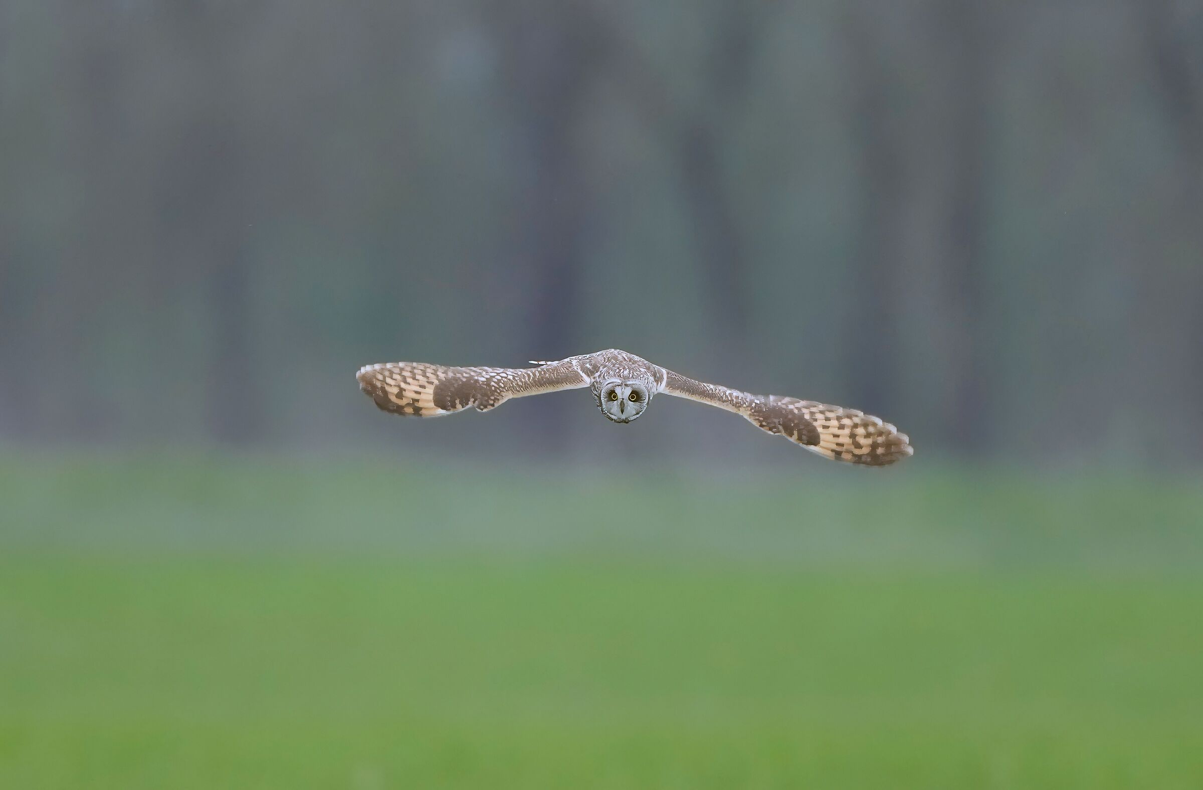 Swamp owl