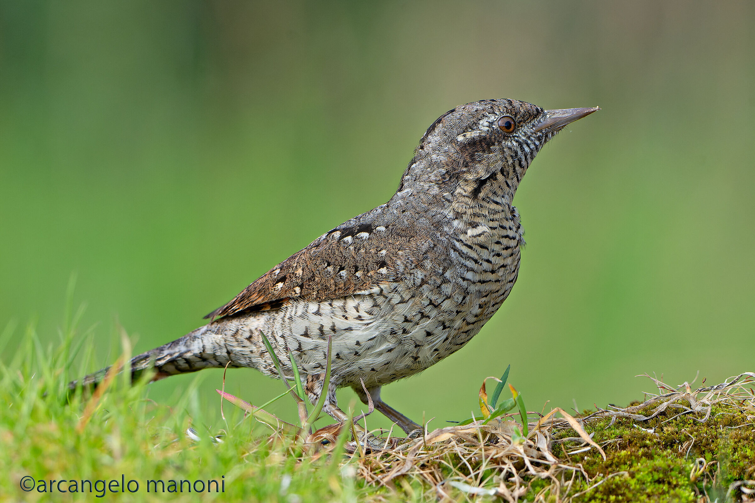 Il torcicollo a terra