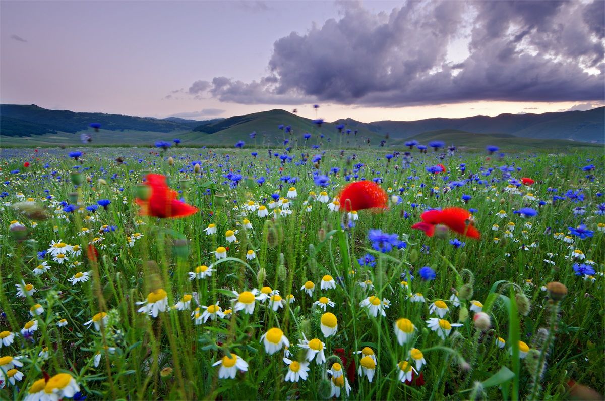 flowers blowing in the wind