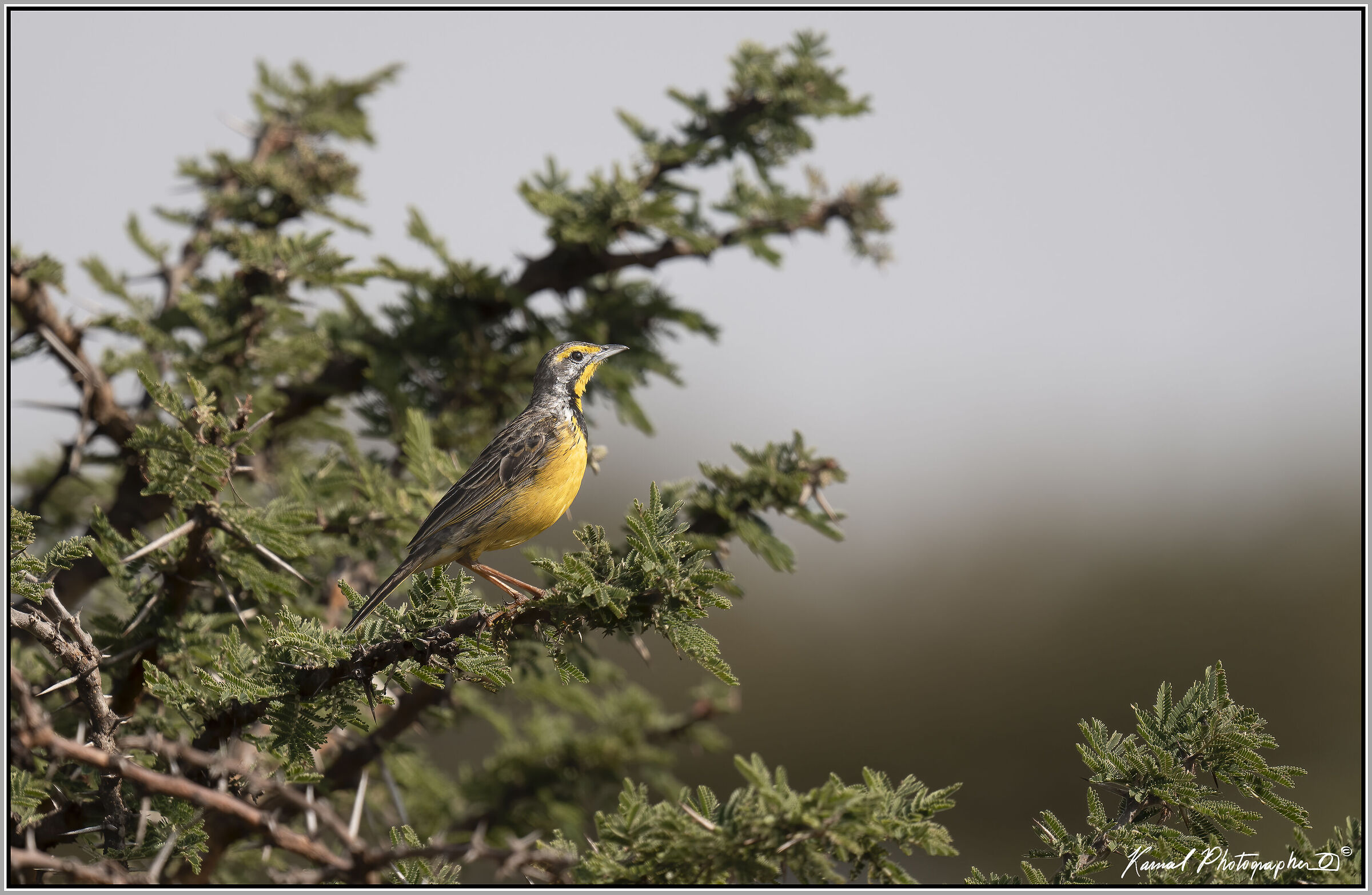 Yellow-throated longclaw