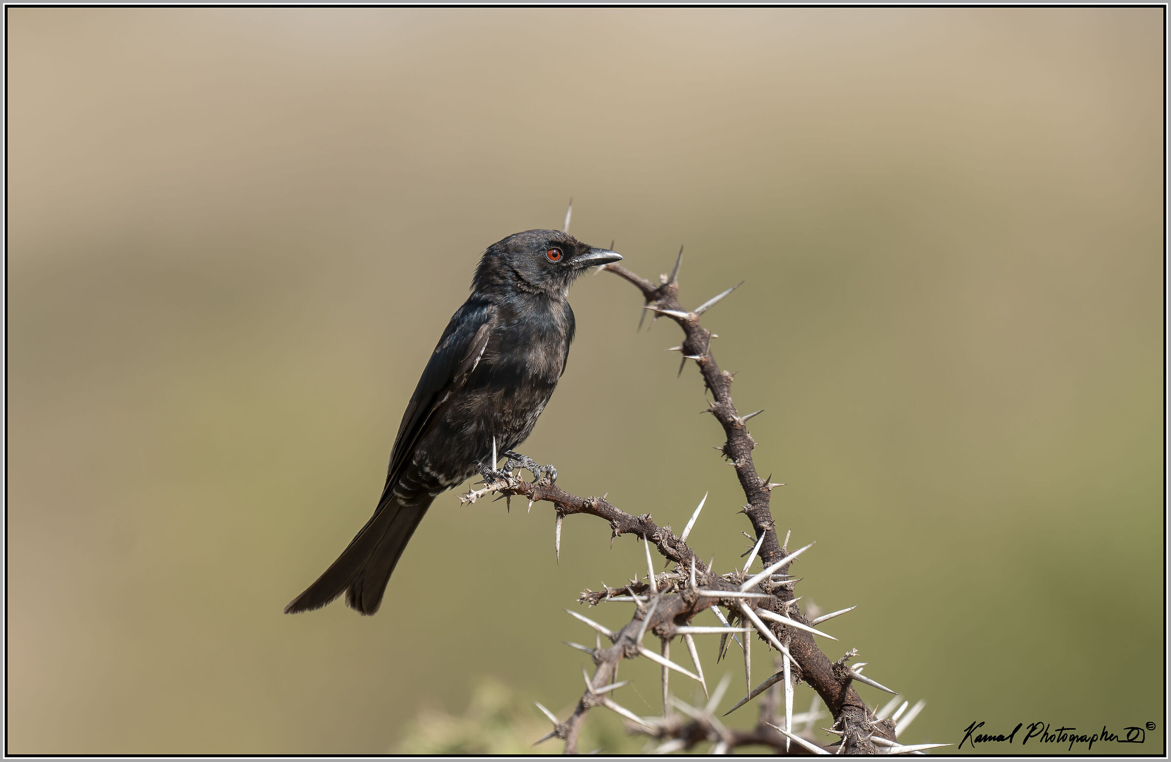 Fork-tailed Drongo (Dicrurus adsimilis)