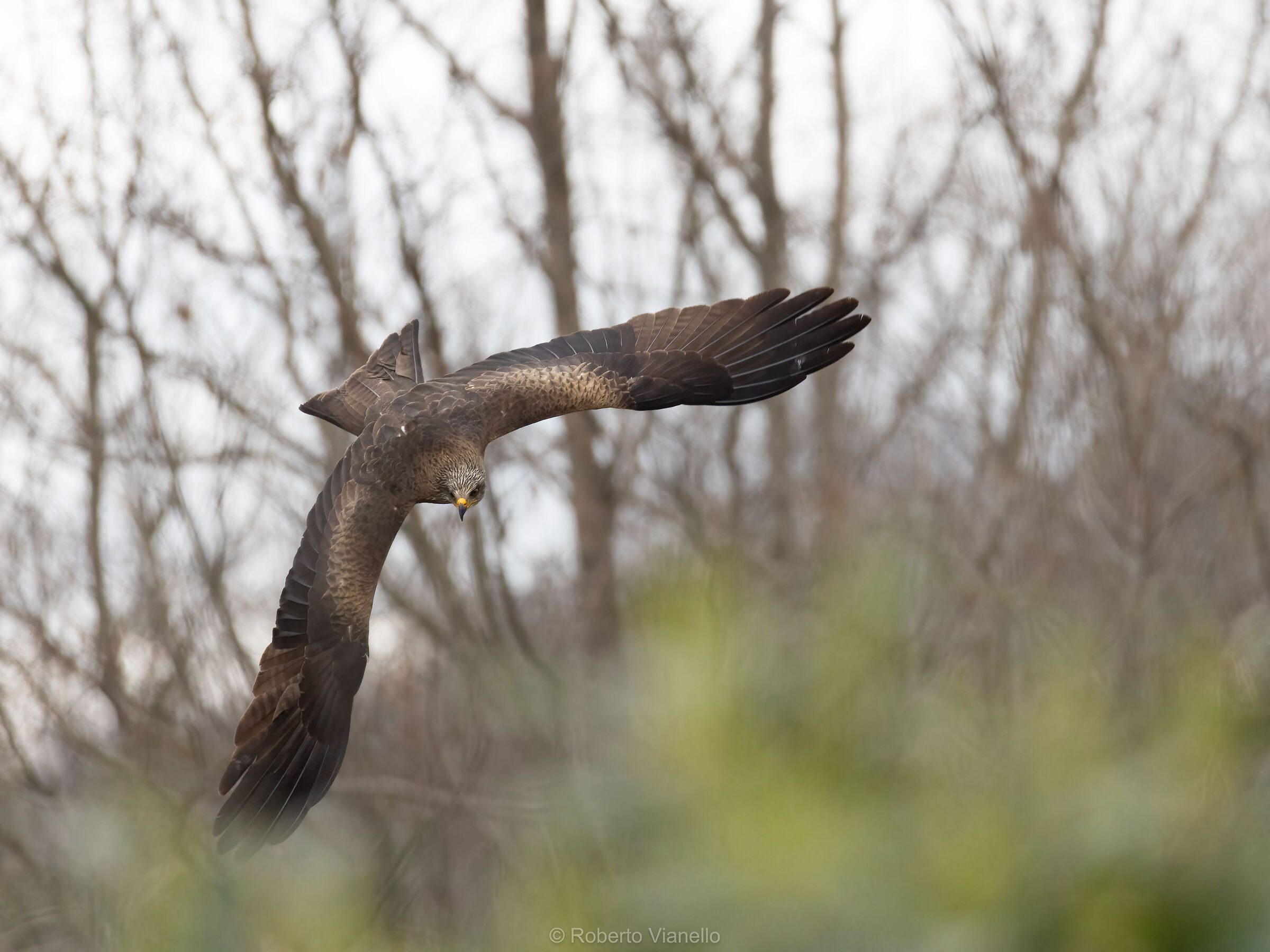 Nibbio bruno (Milvus migrans)