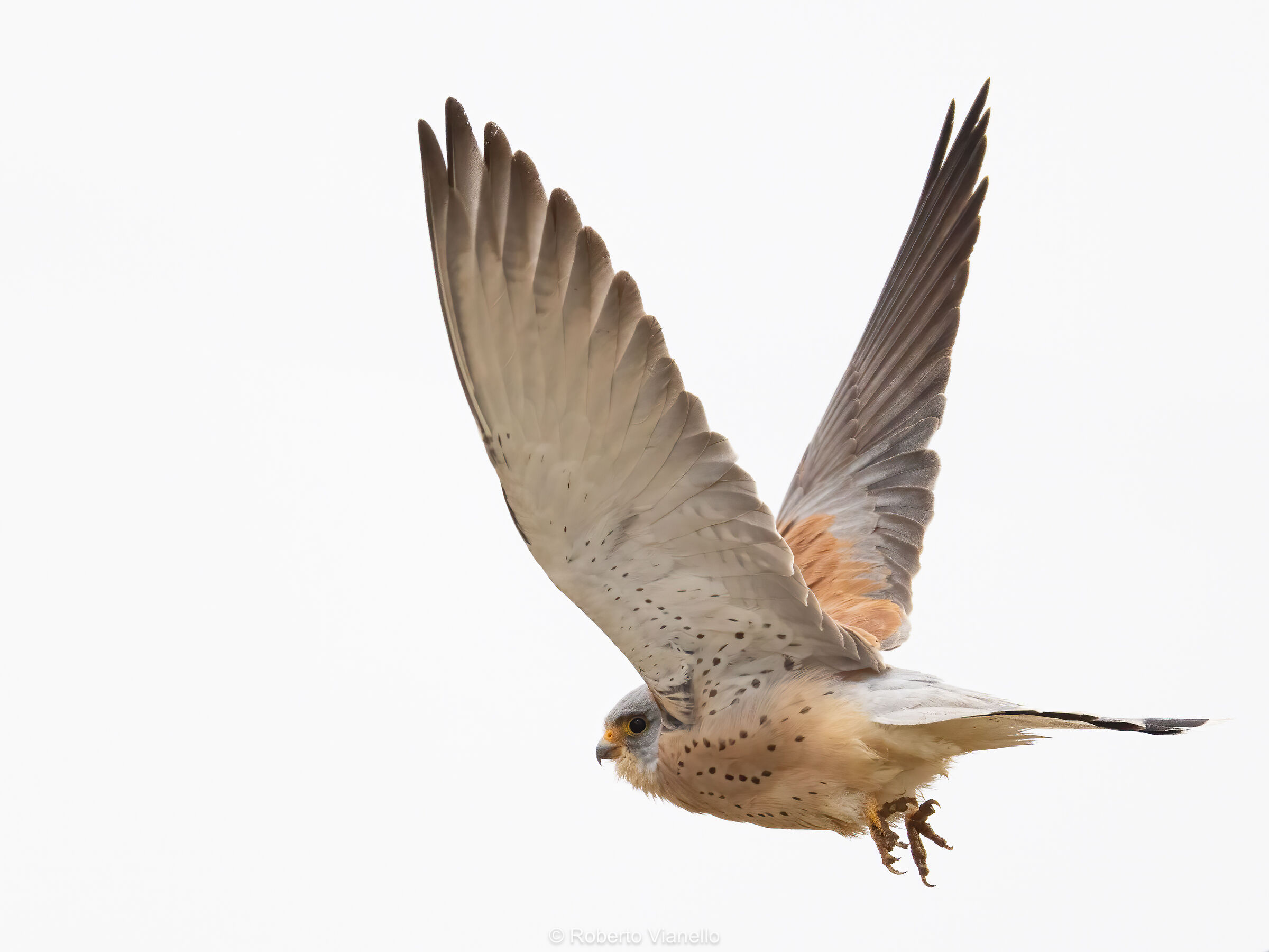 Grillaio (Falco naumanni)