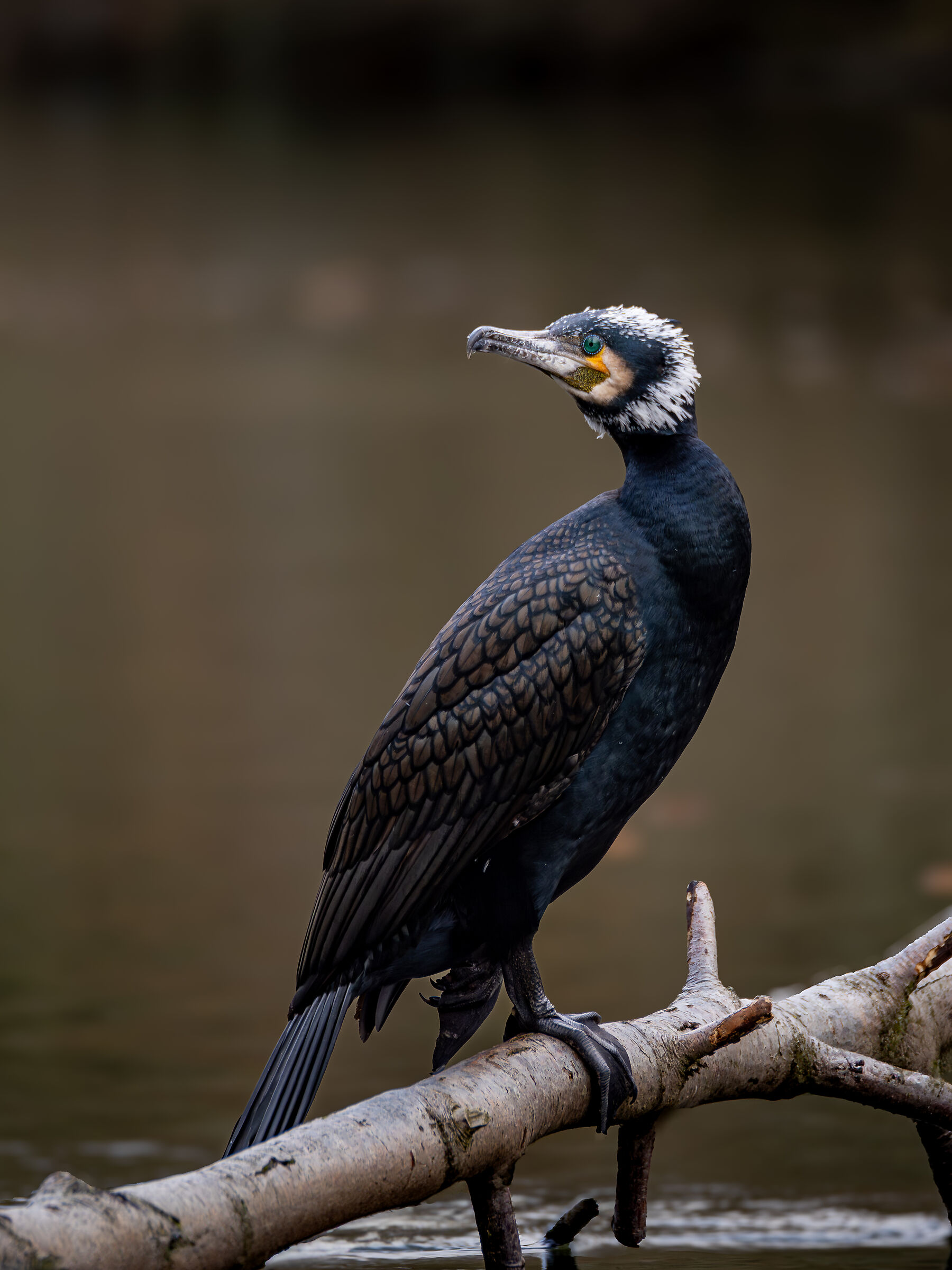 Grand Cormoran