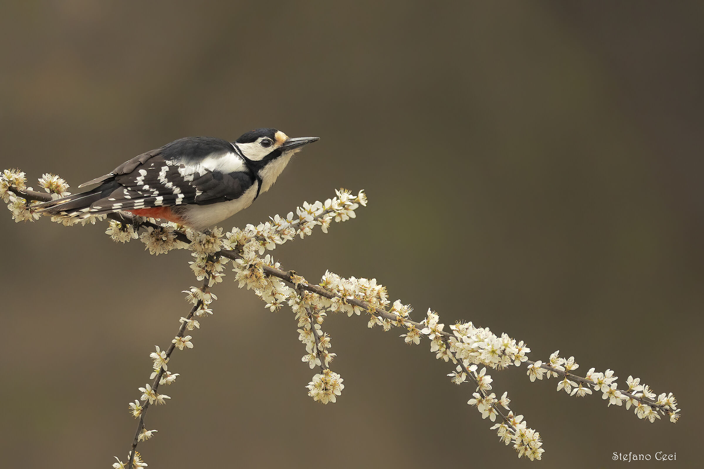 Great Spotted Woodpecker