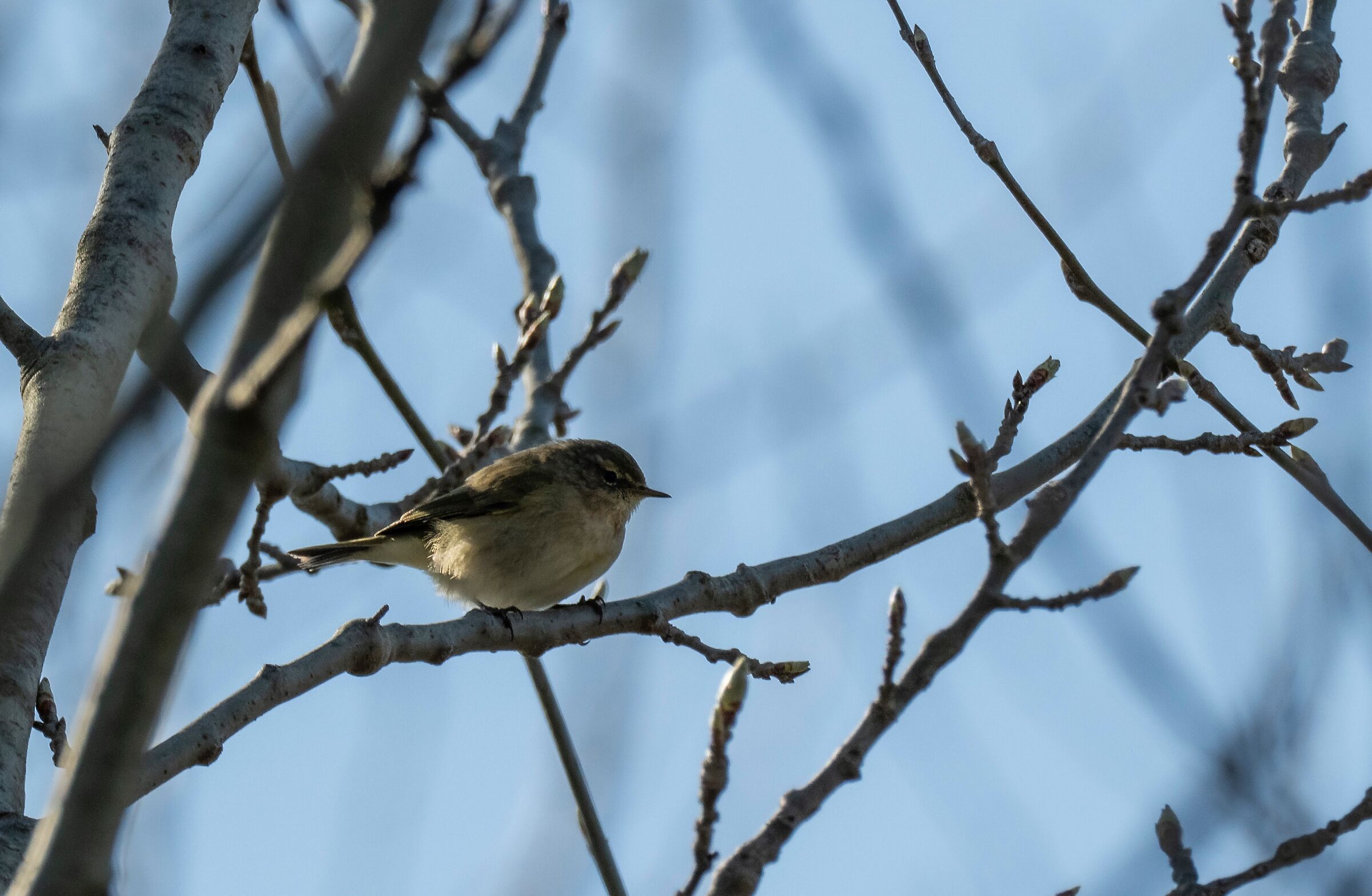 Phylloscopus collybita detto Luì piccolo