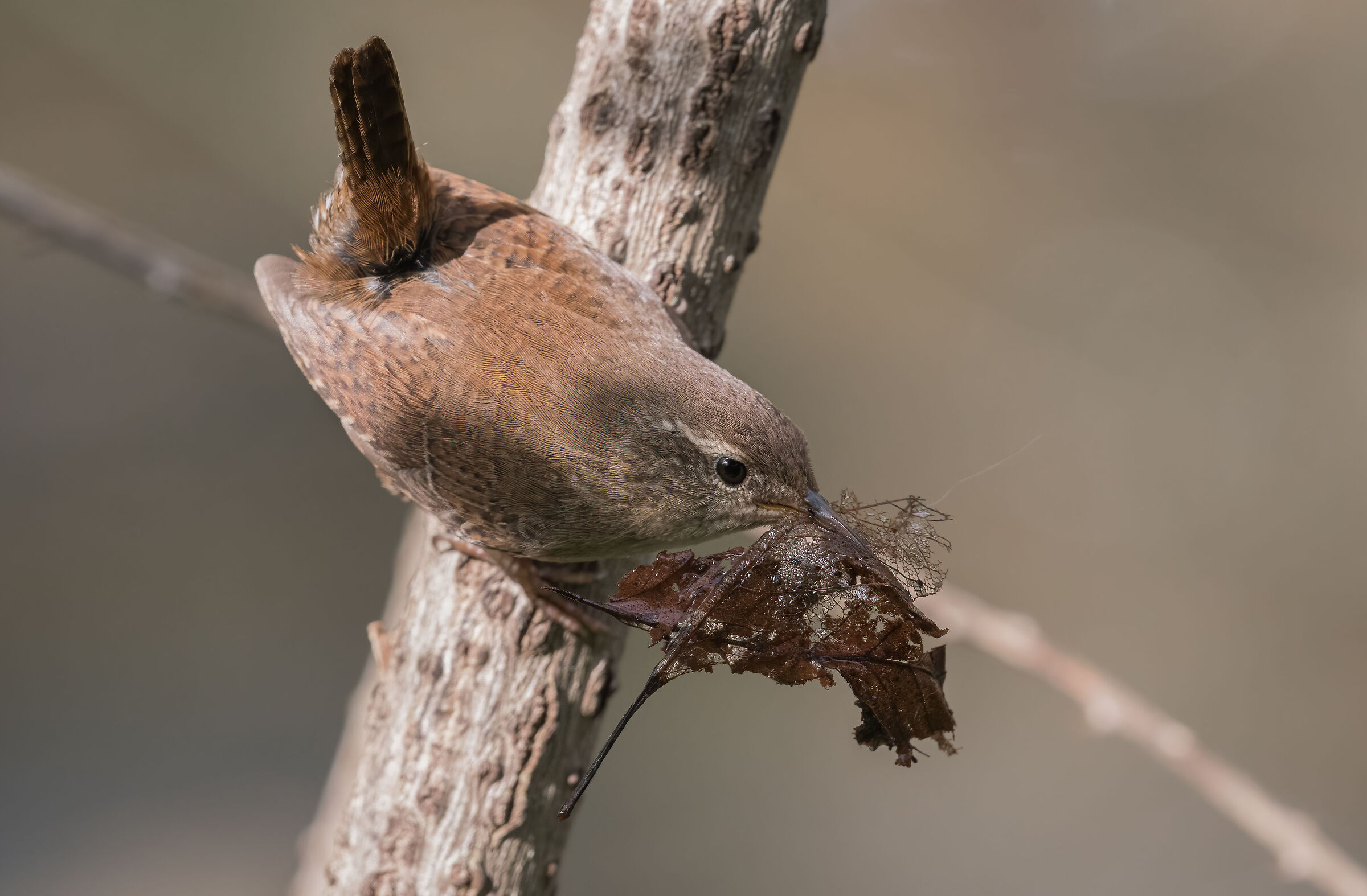 Wren work in progress