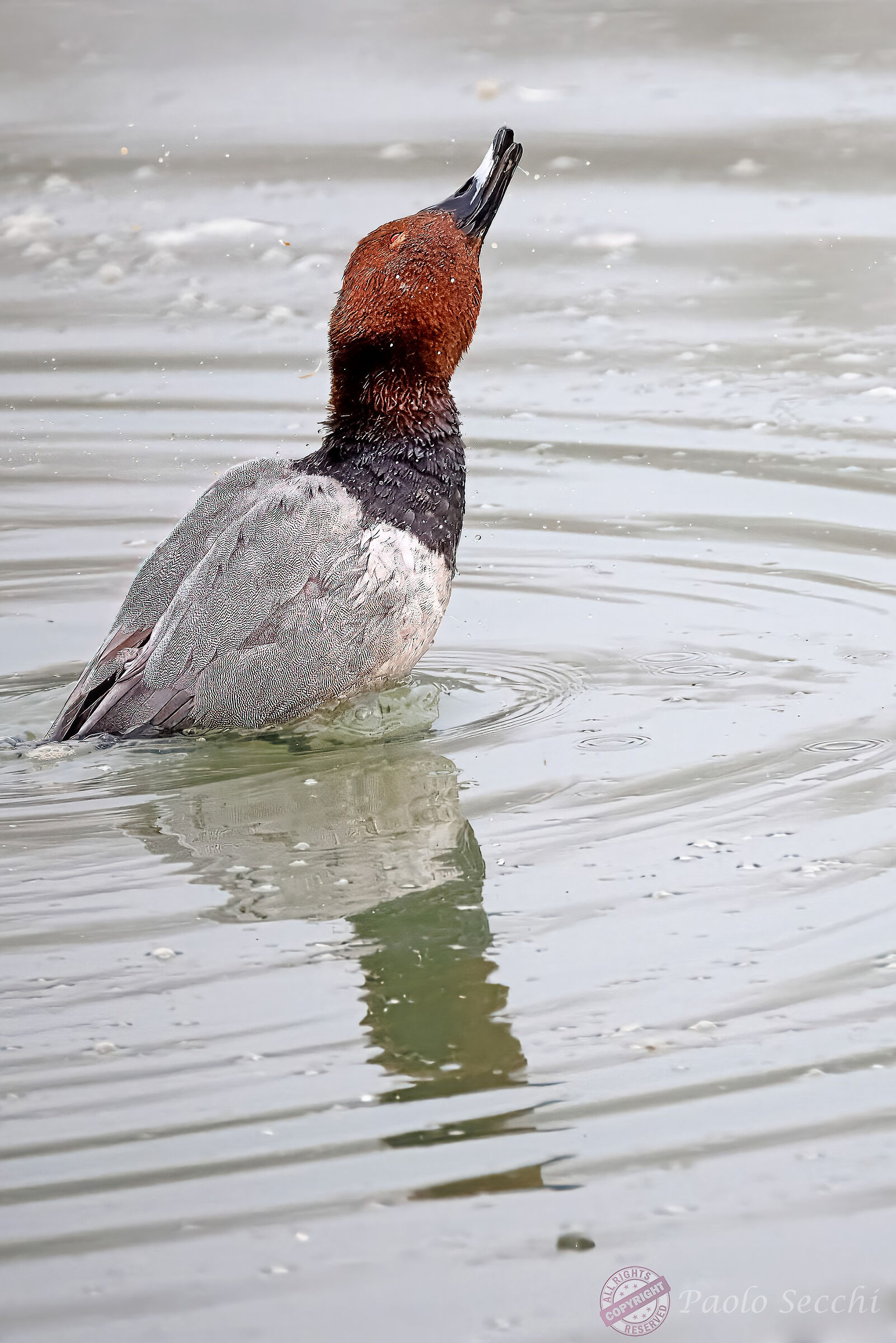 Male pochard in scrulata