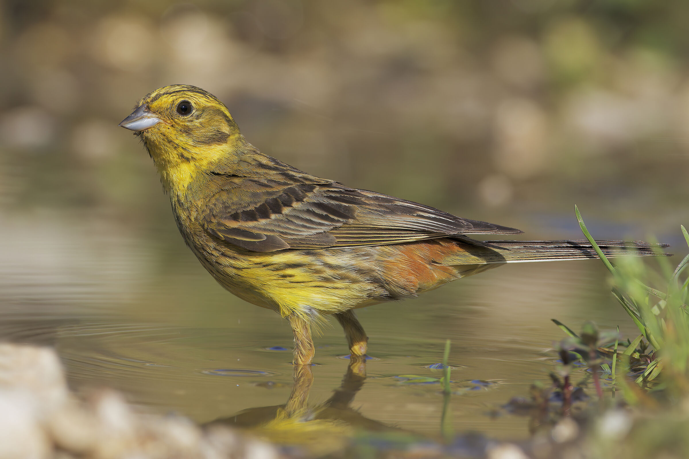 Yellowhammer