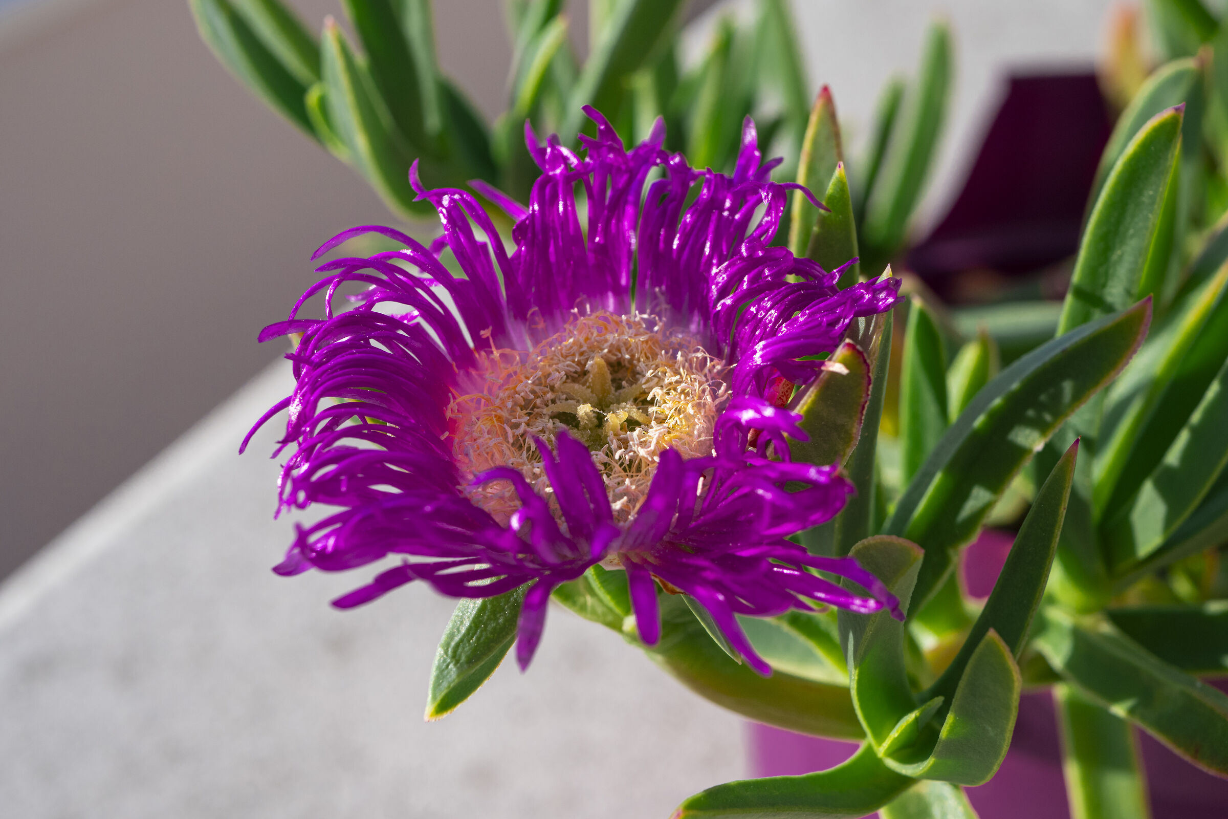 CARPOBROTUS EDULIS