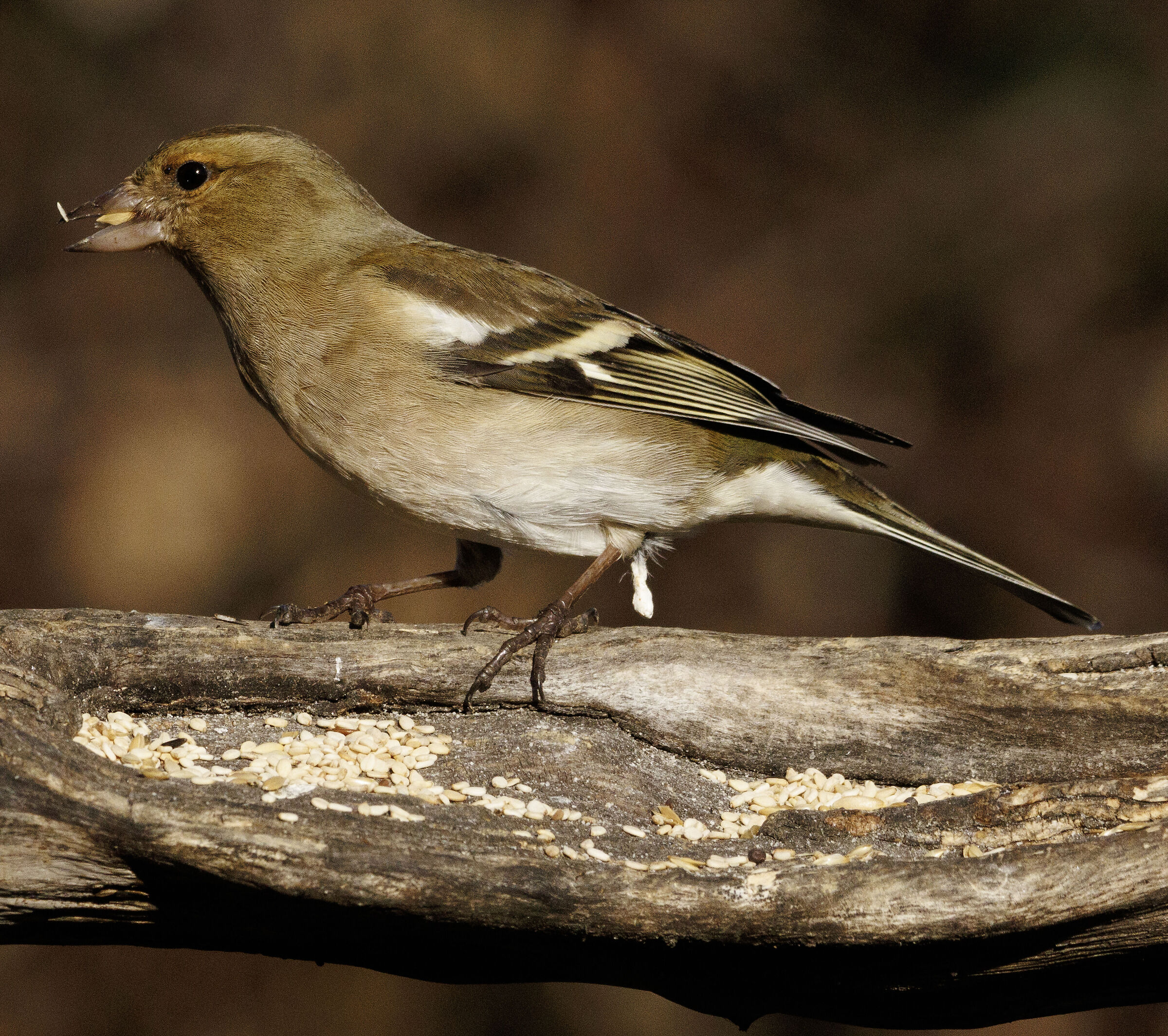 Female Chaffinch Oasis Lipu Cesano M. MB 24/12/2024