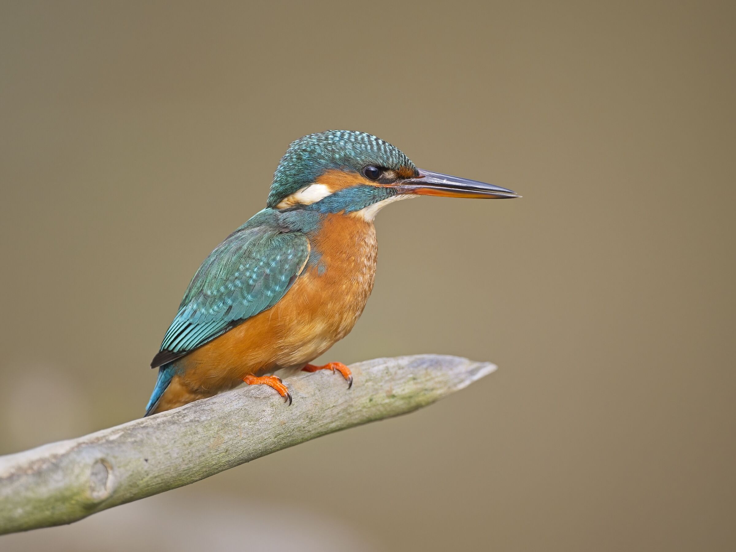 Kingfisher