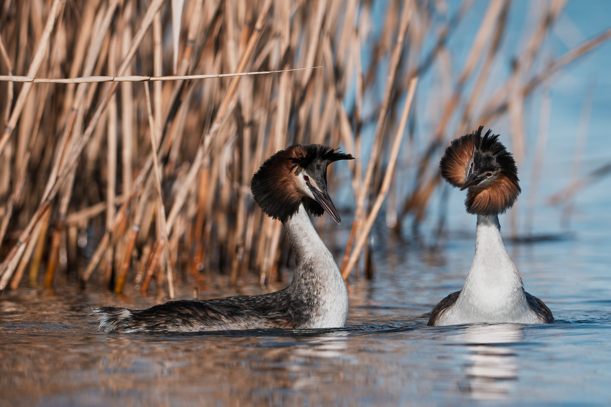 Grebes
