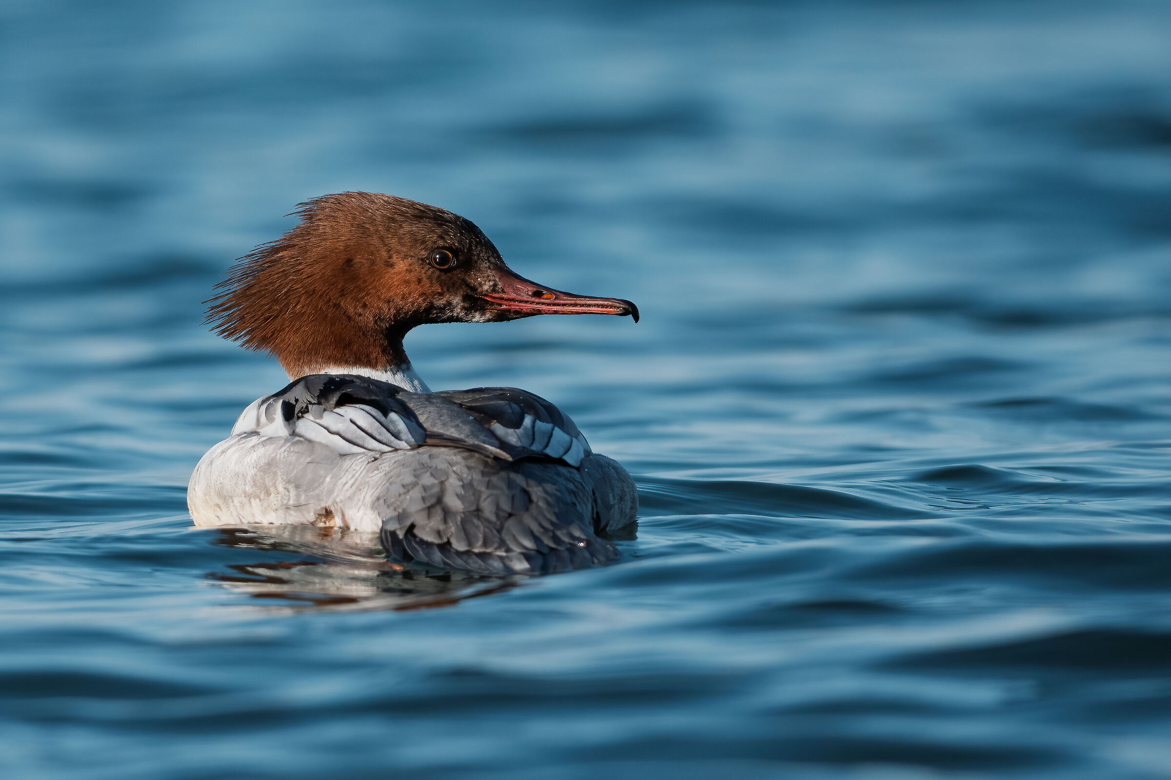 Male Merganser