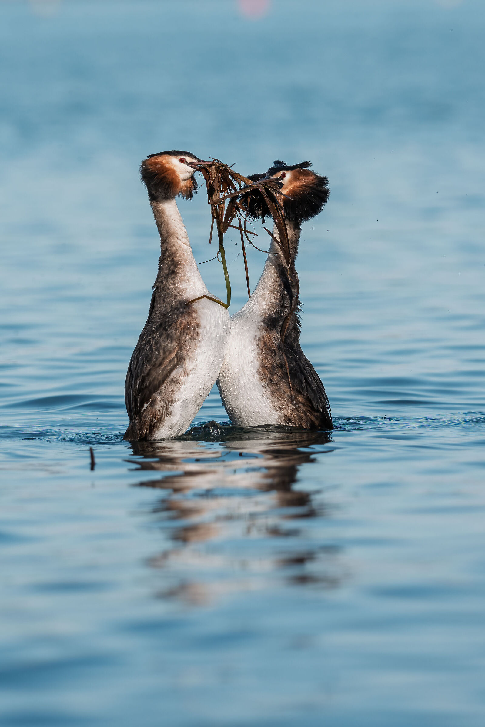 Dance grebes