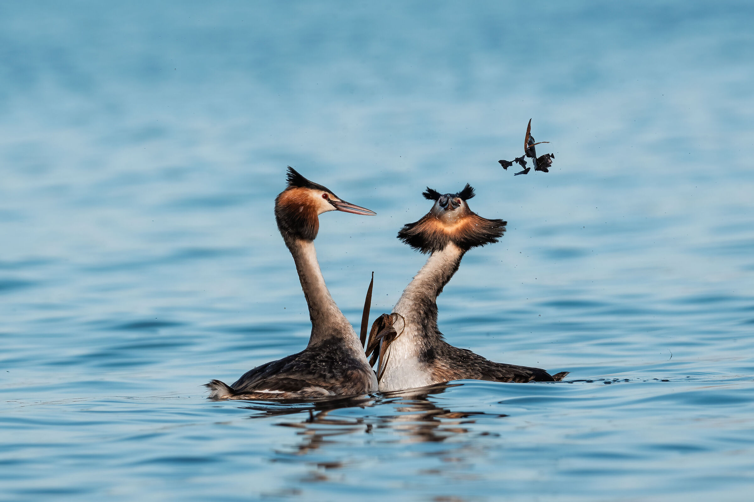 Grebes