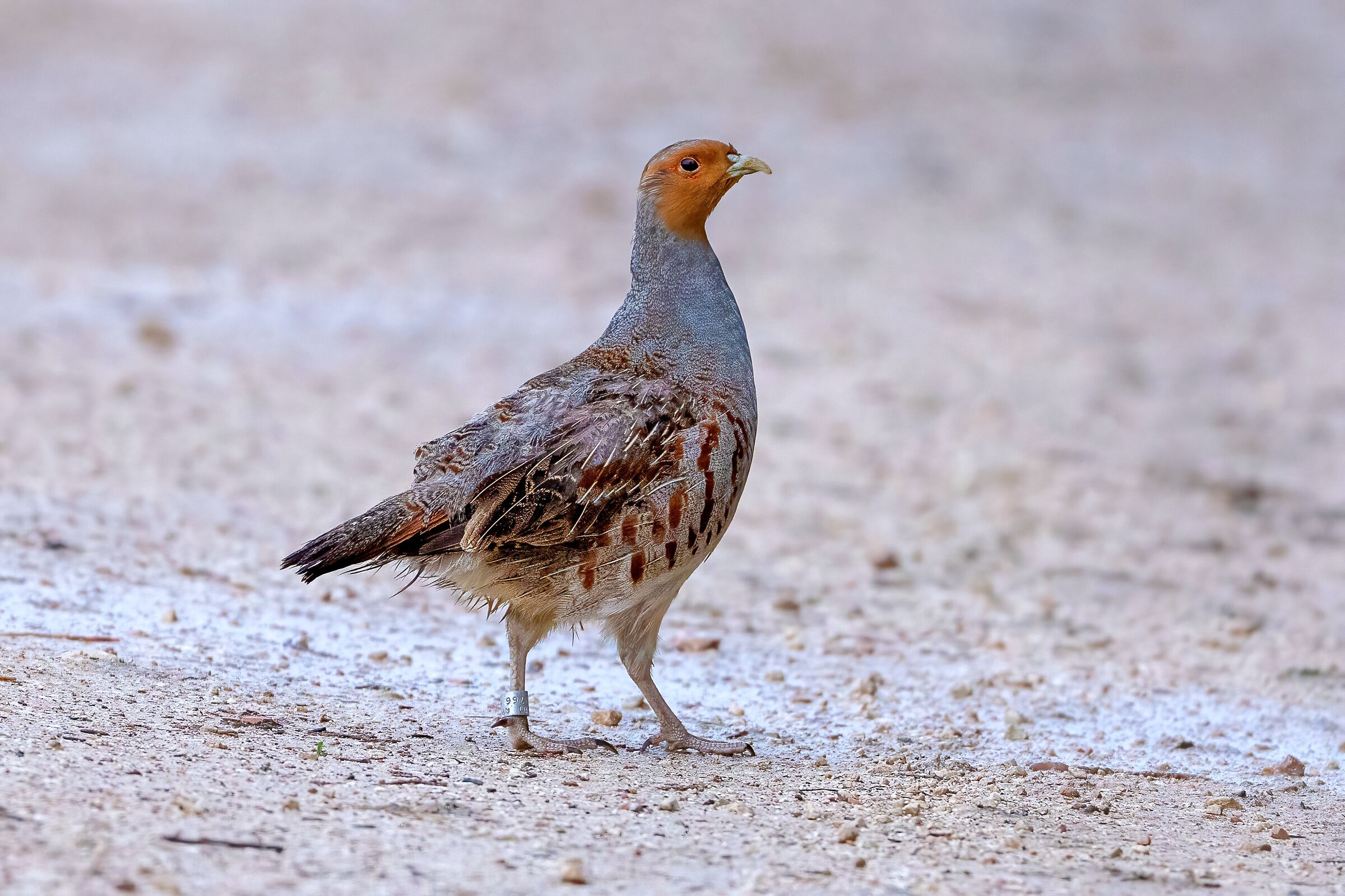 Partridge (Perdix perdix)