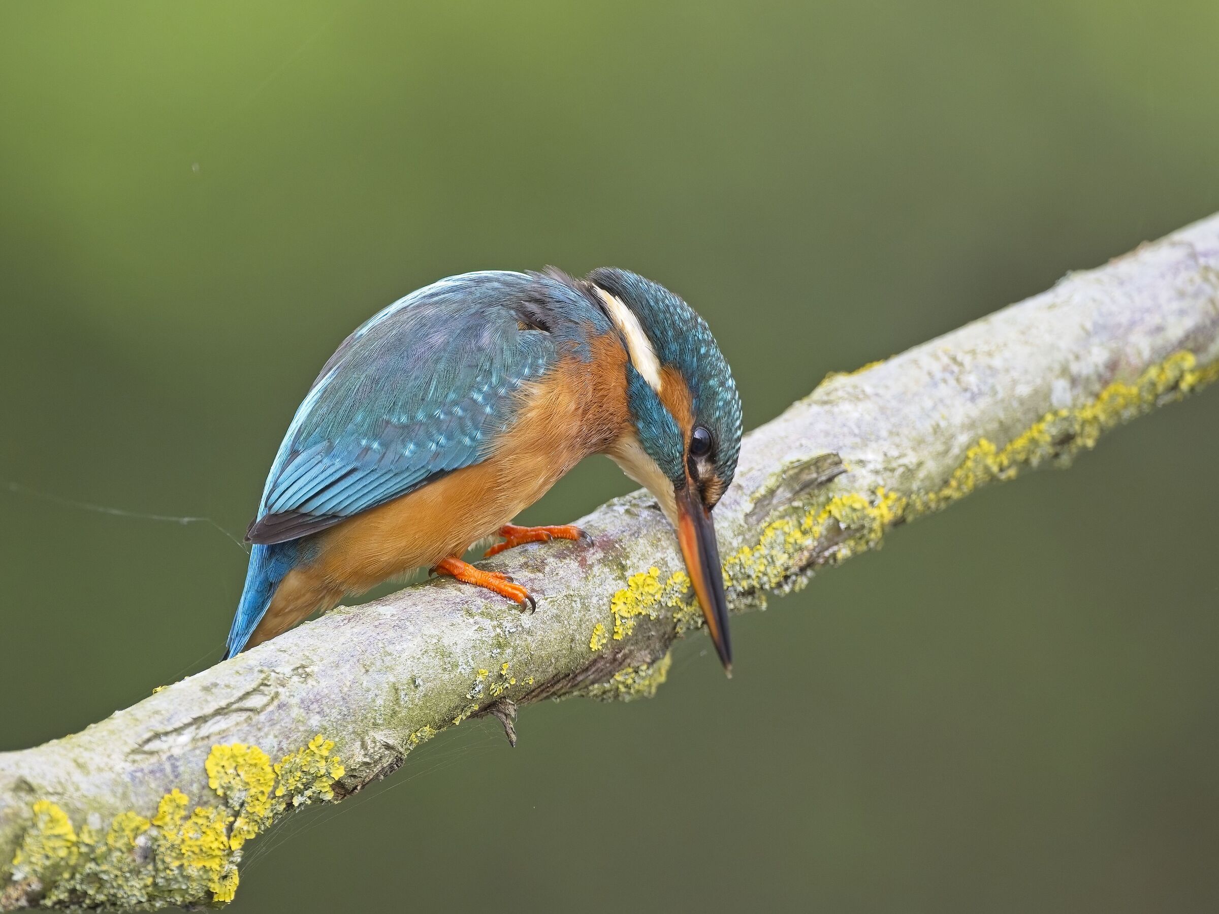 Kingfisher
