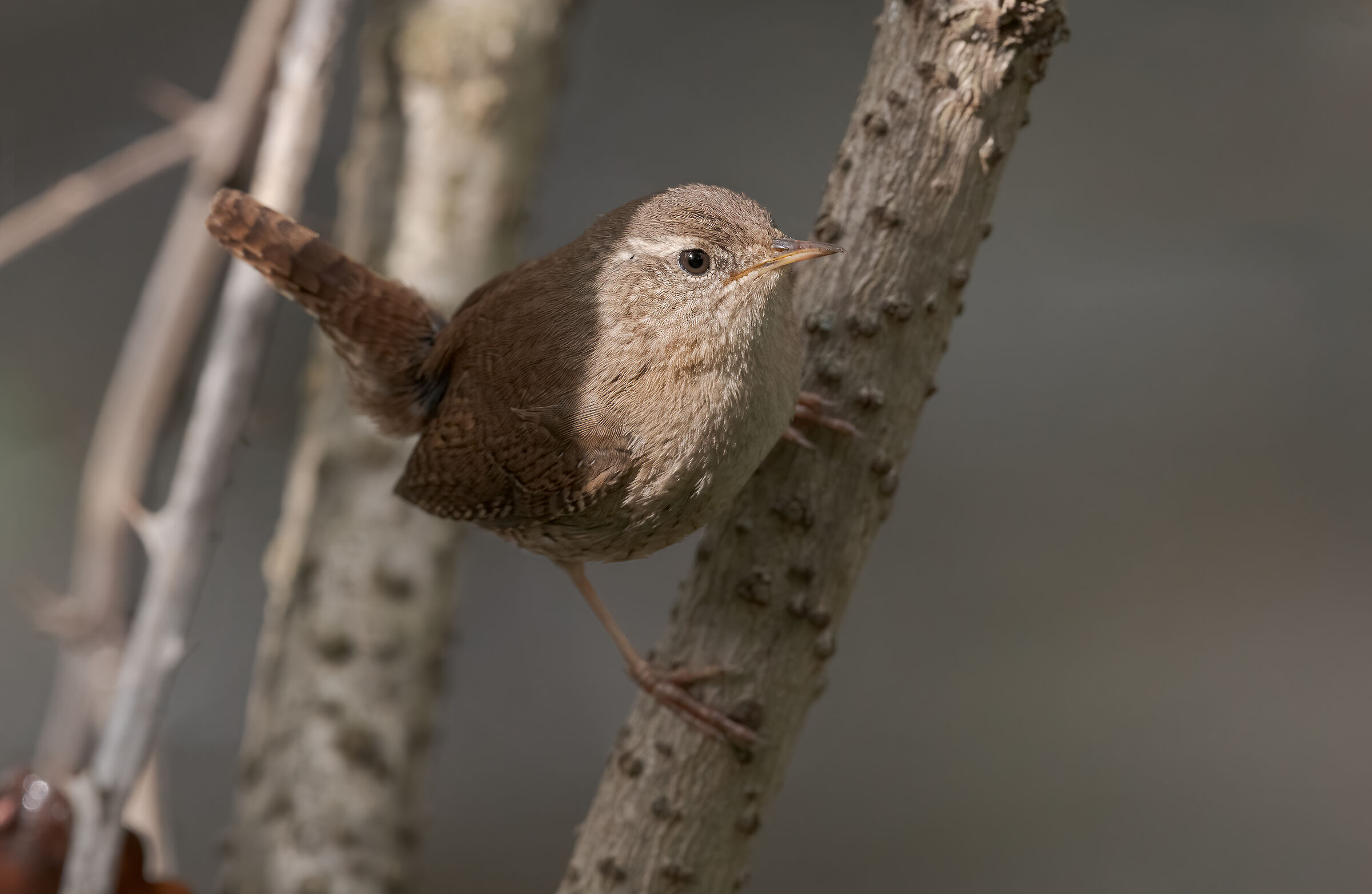 Wren