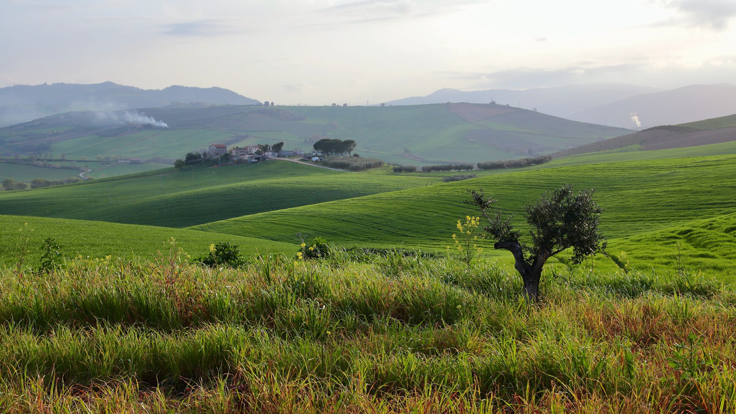 Incroci nel verde delle colline Molisane.