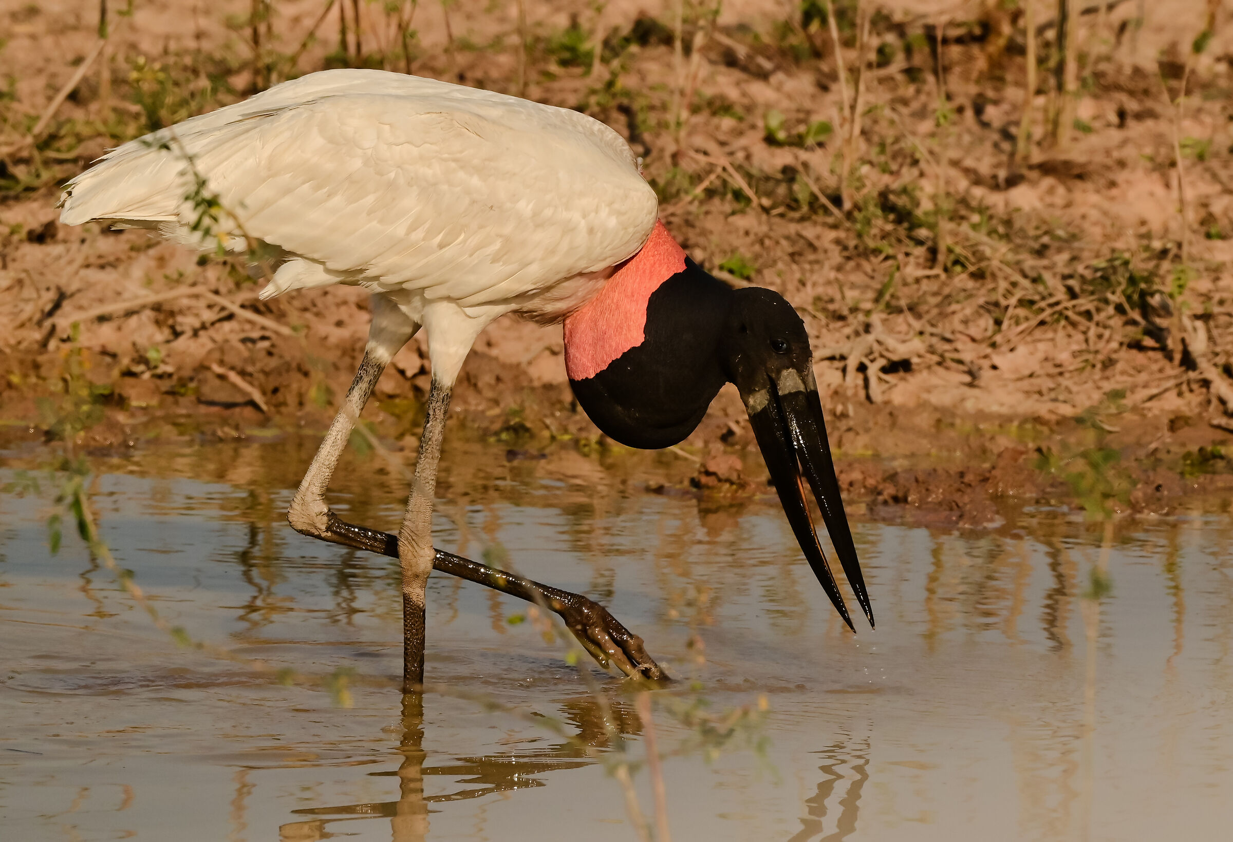 Jabiru