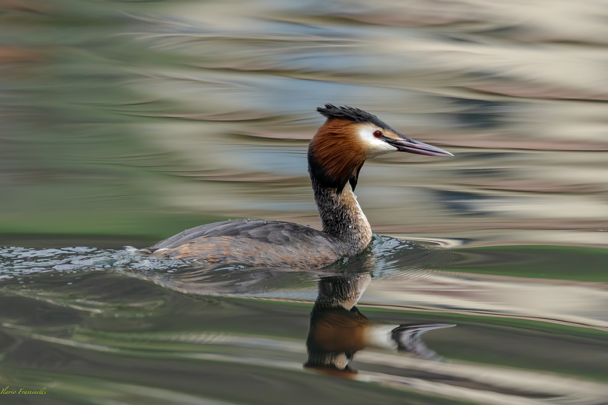 Great crested grebe