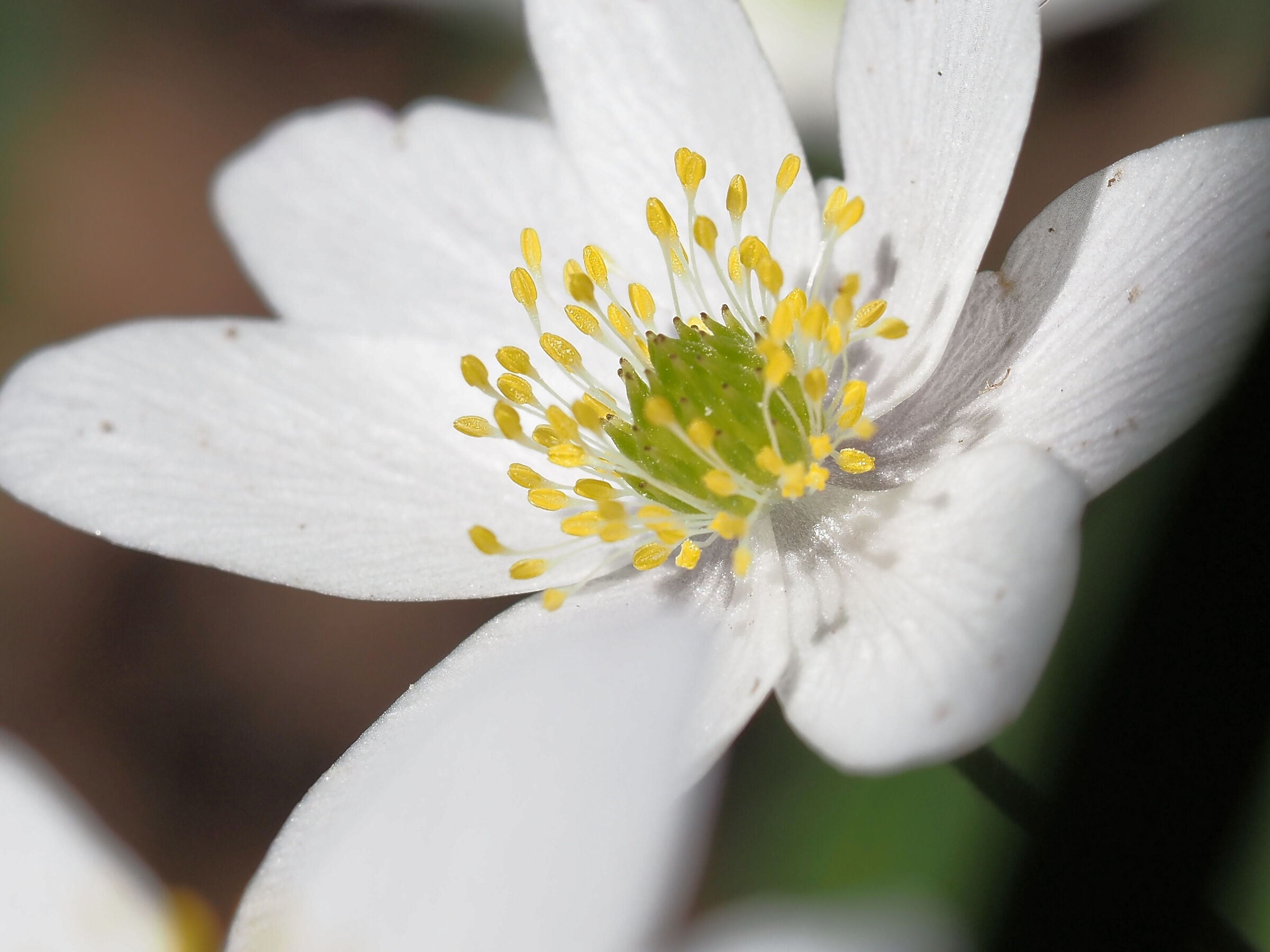 WHITE UNDERGROWTH FLOWER