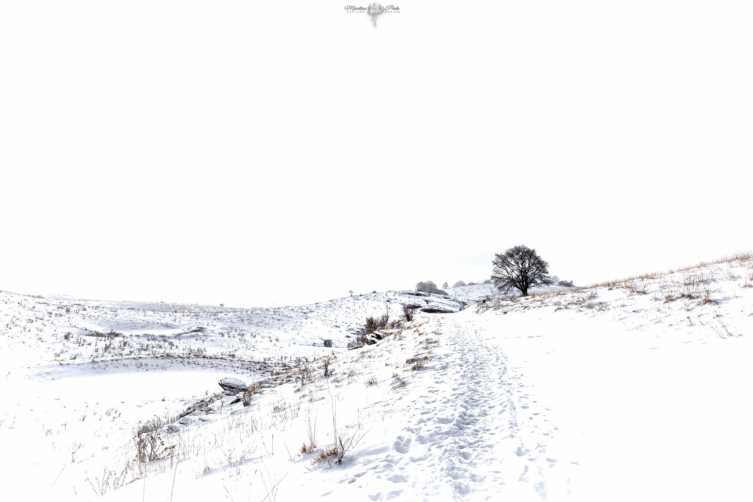 High key in landscape
