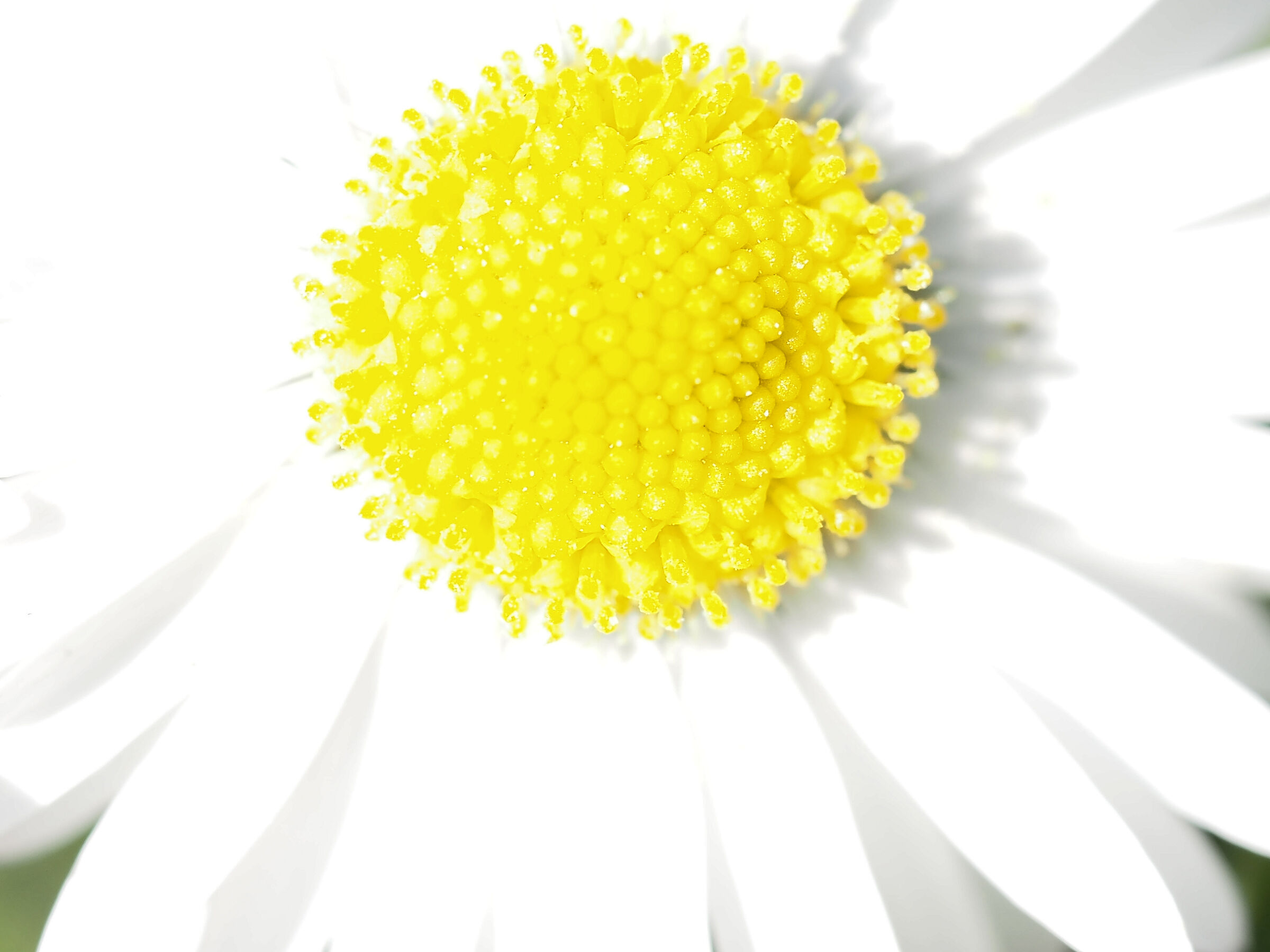 YELLOW WHITE FLOWER