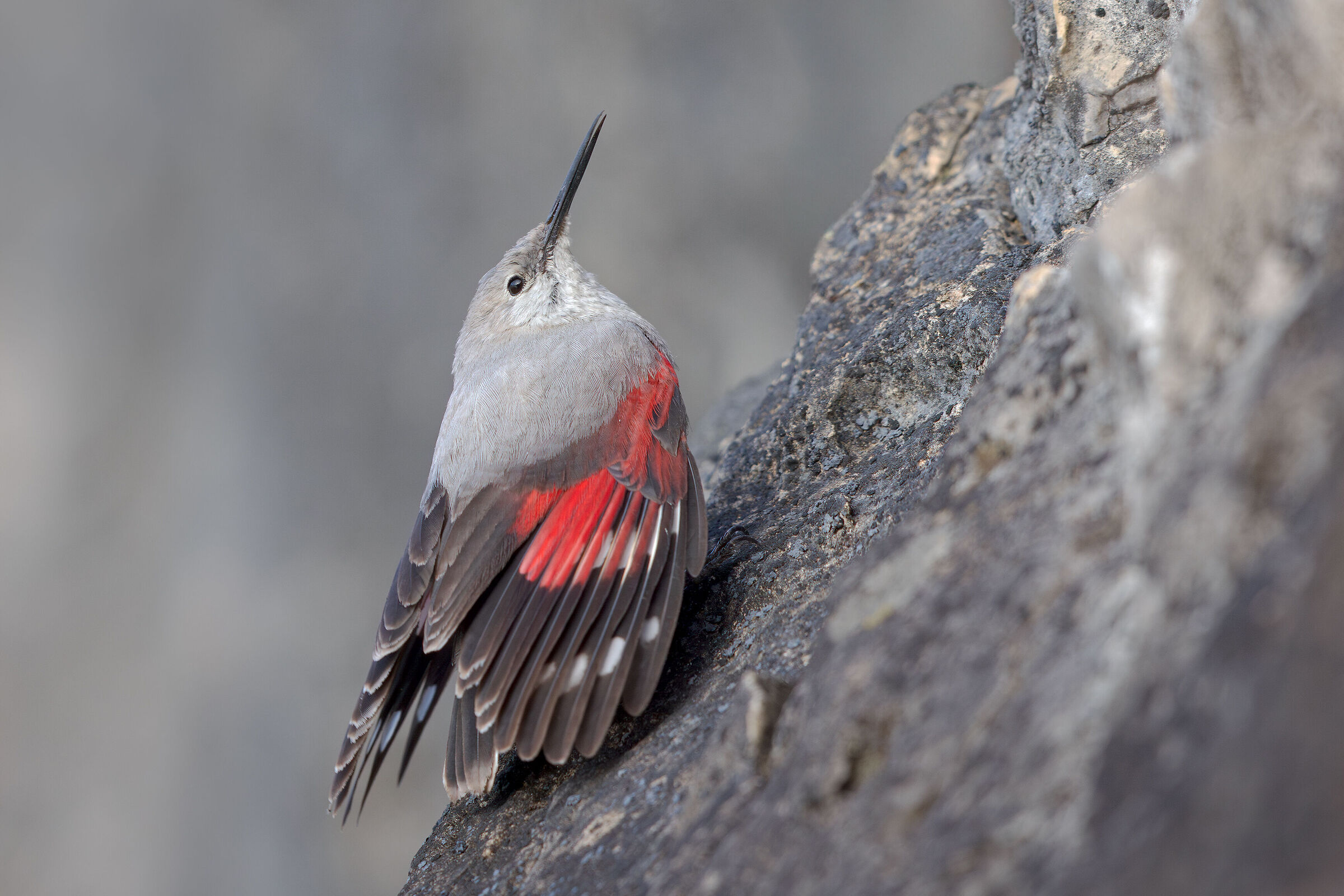 Wallcreeper