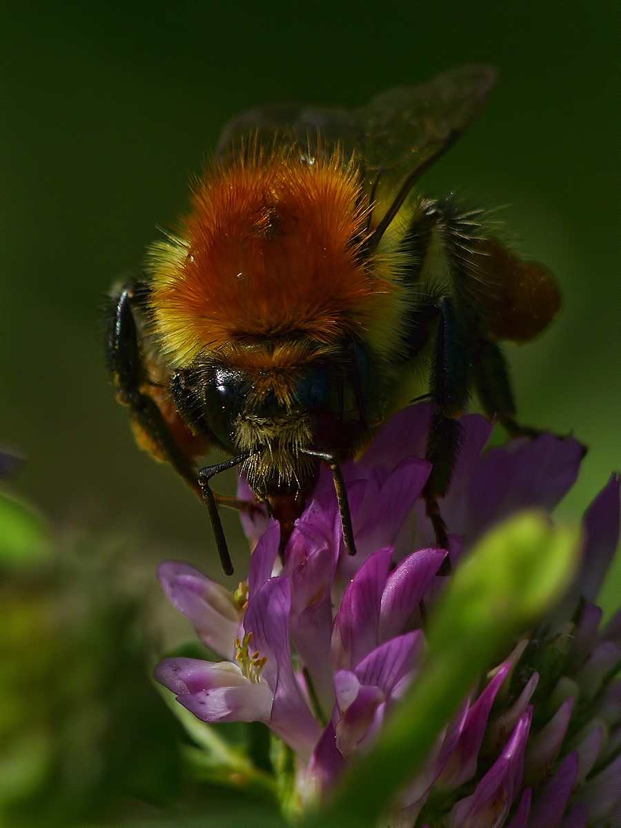 Devo cambiare parrucchiere...