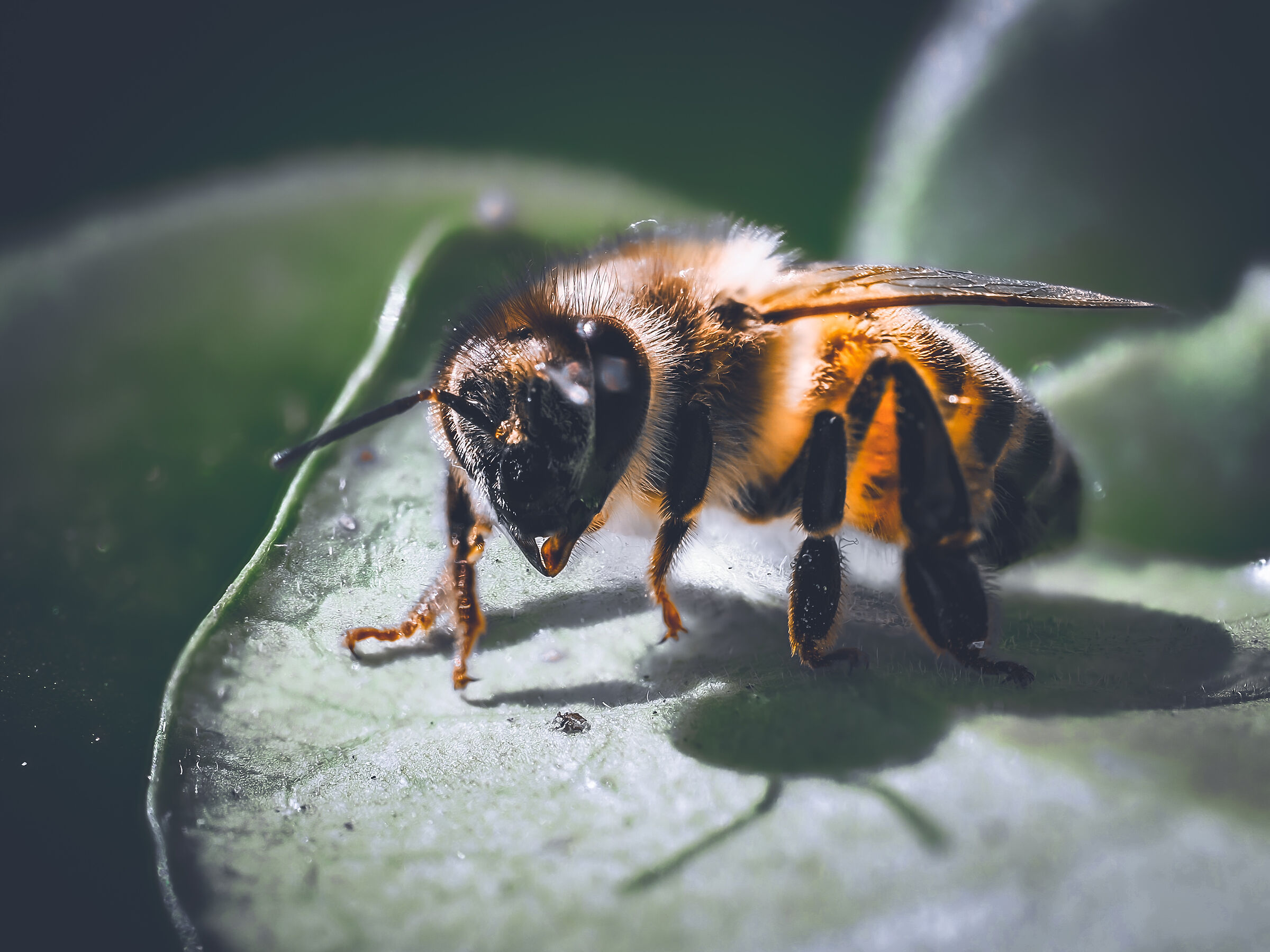 Bee