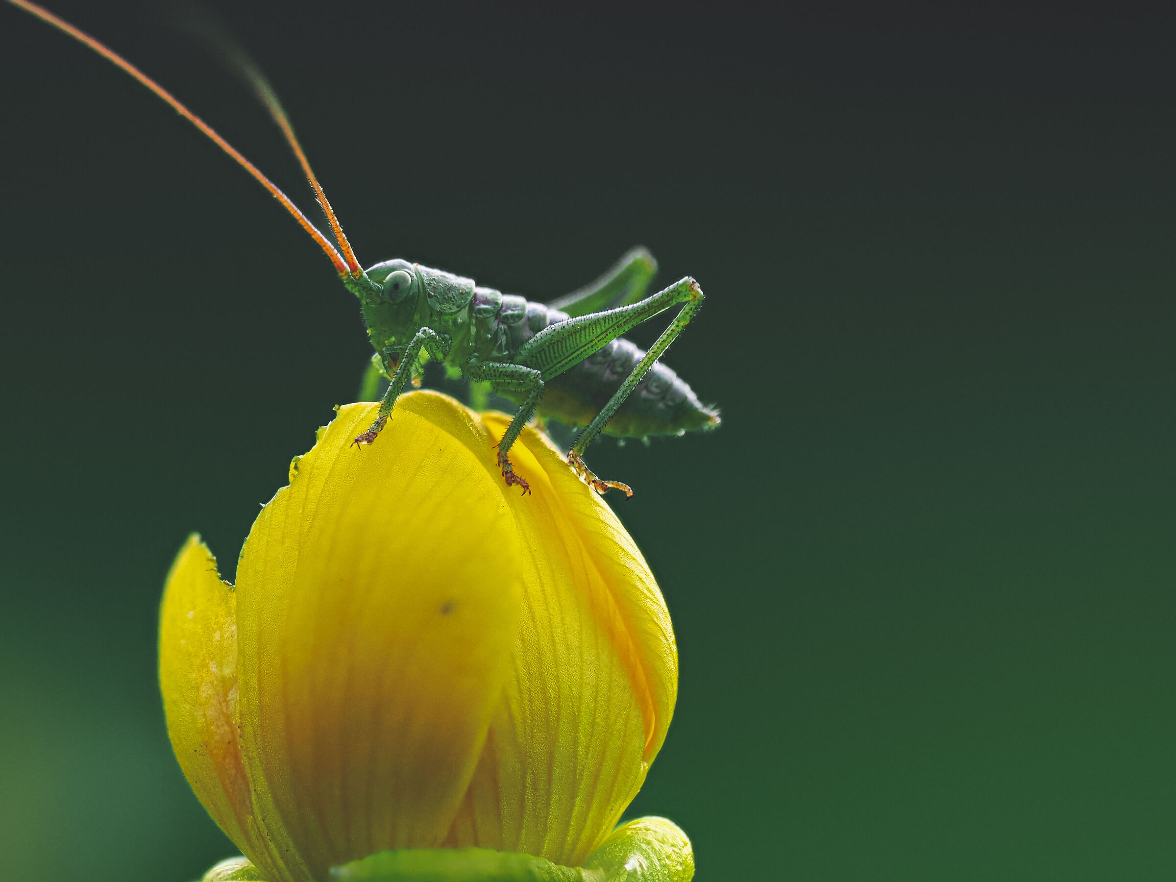 Tettigonia Viridissima