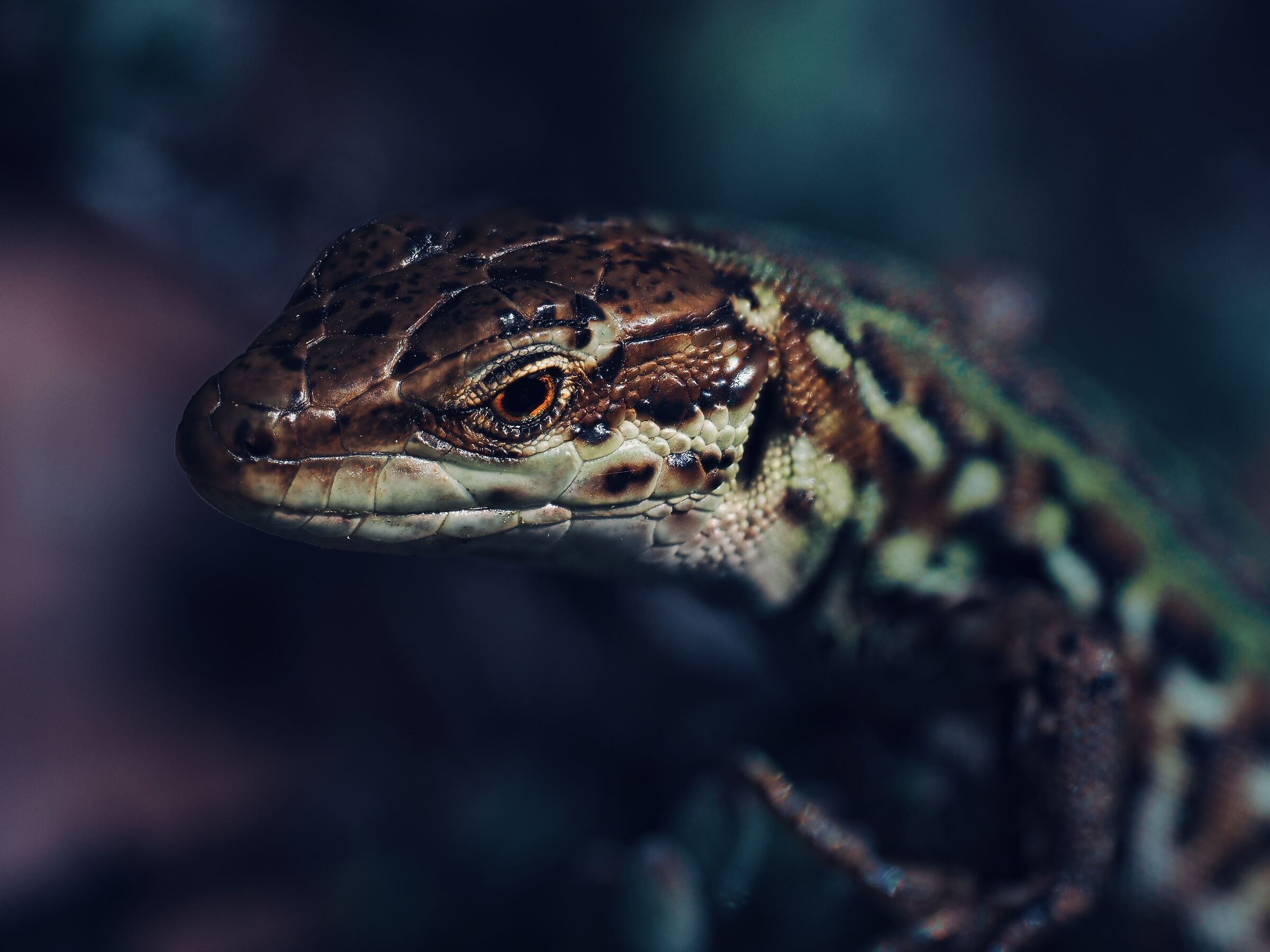 Lizard