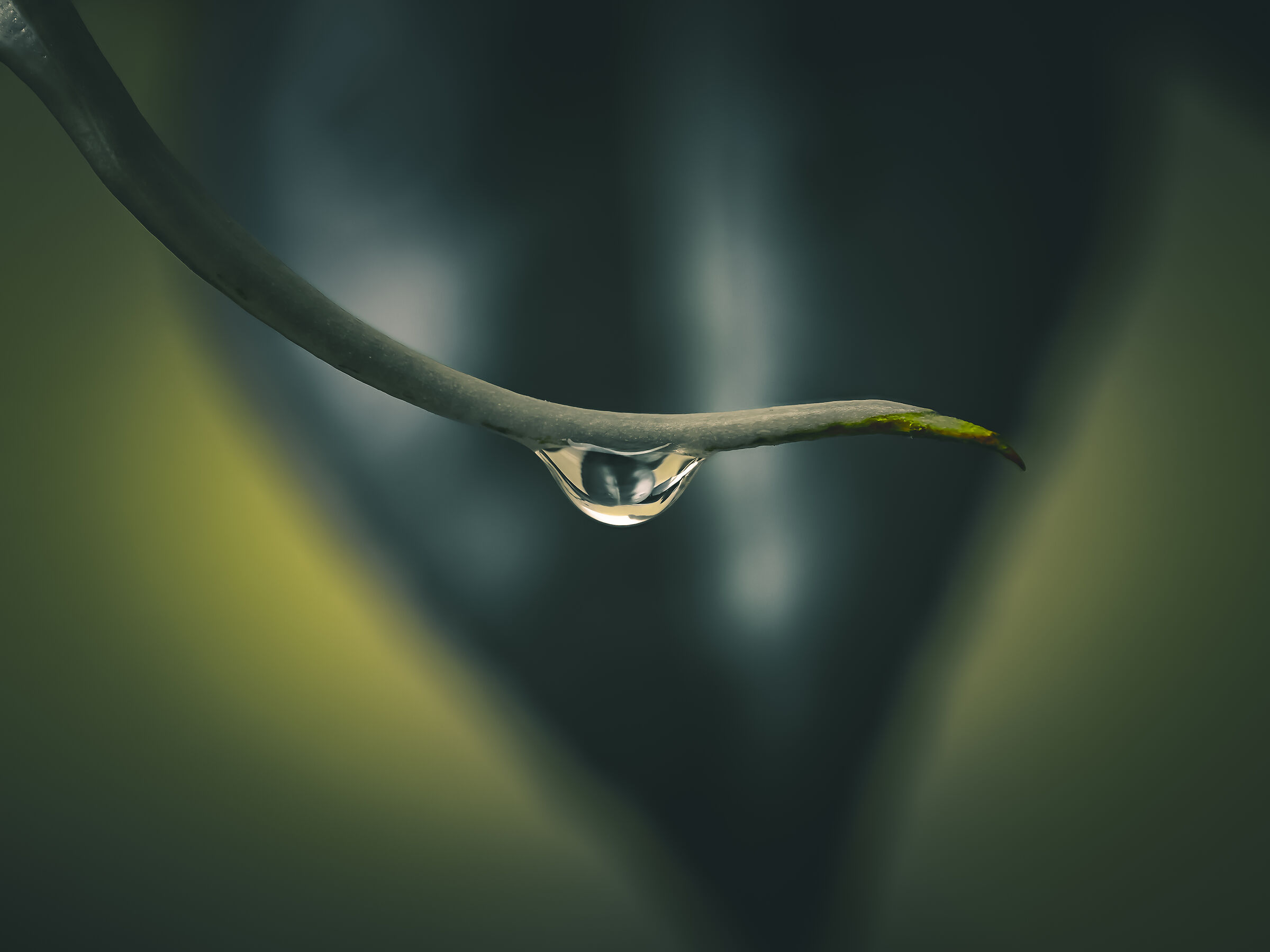 Dew