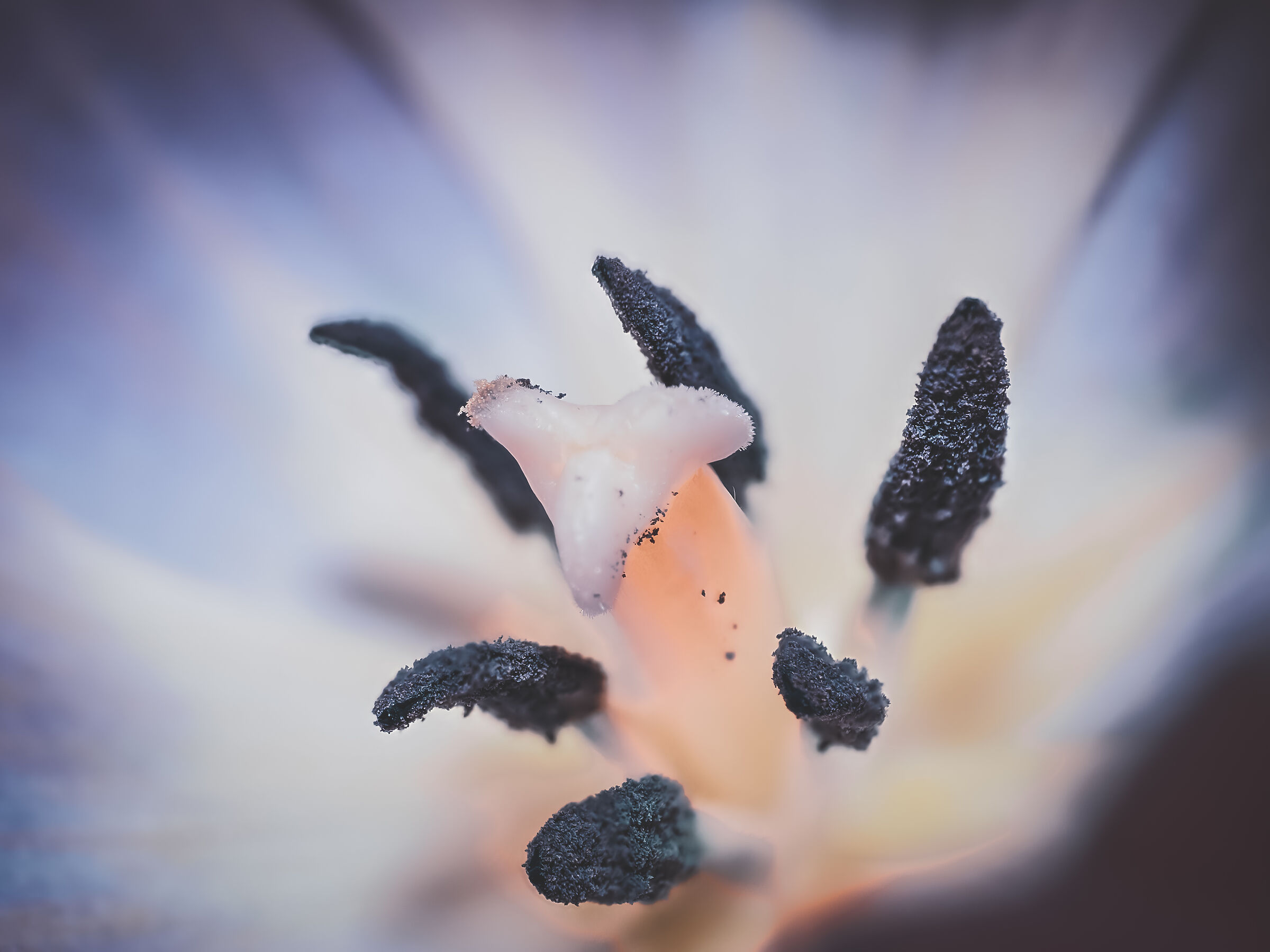 Pistils Tulip