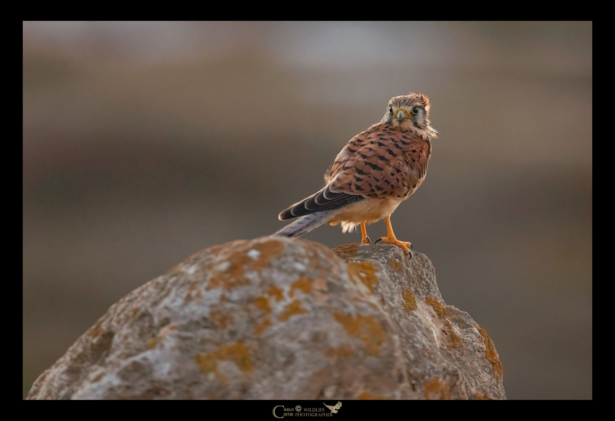 KESTREL