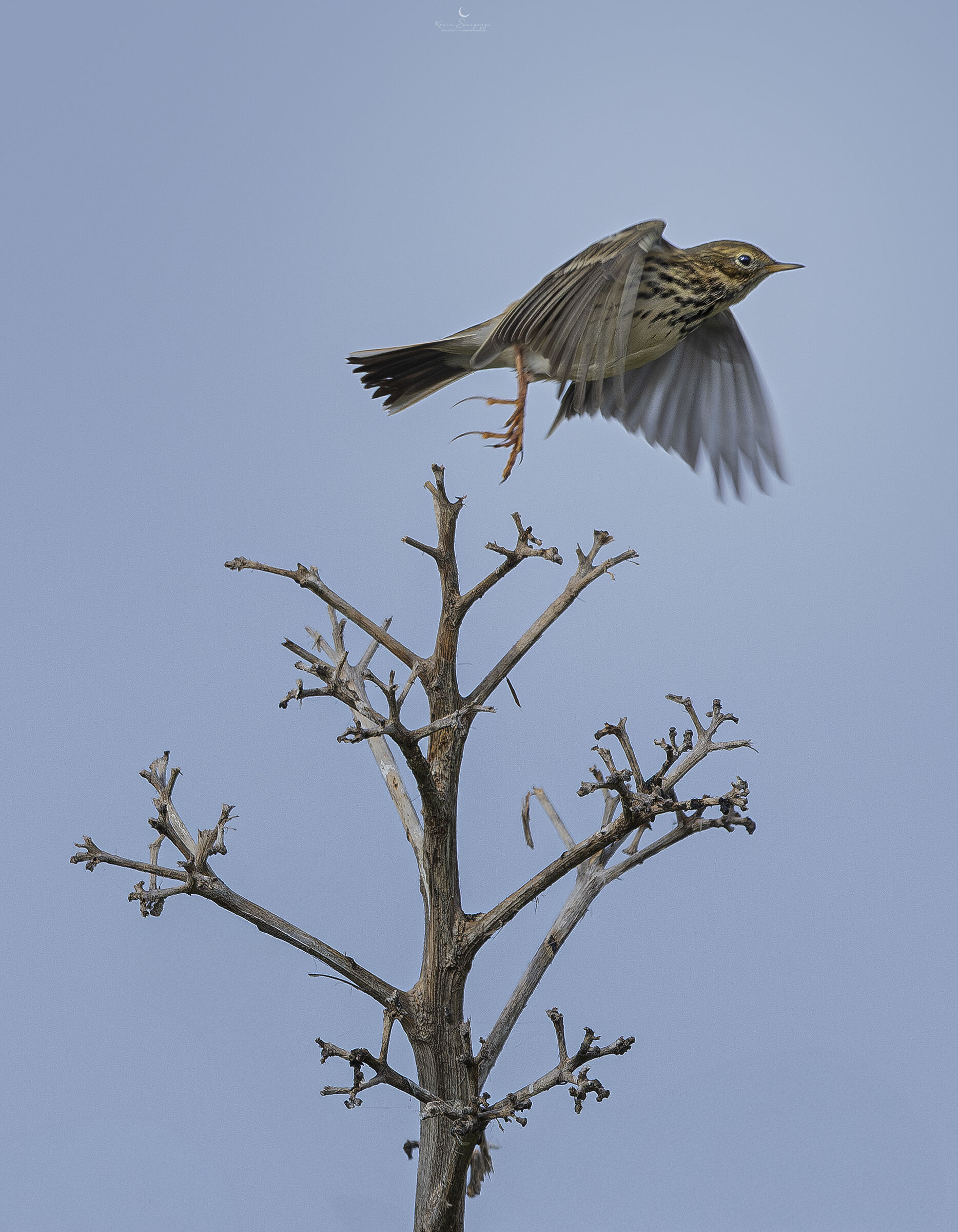 Prispolone takes flight