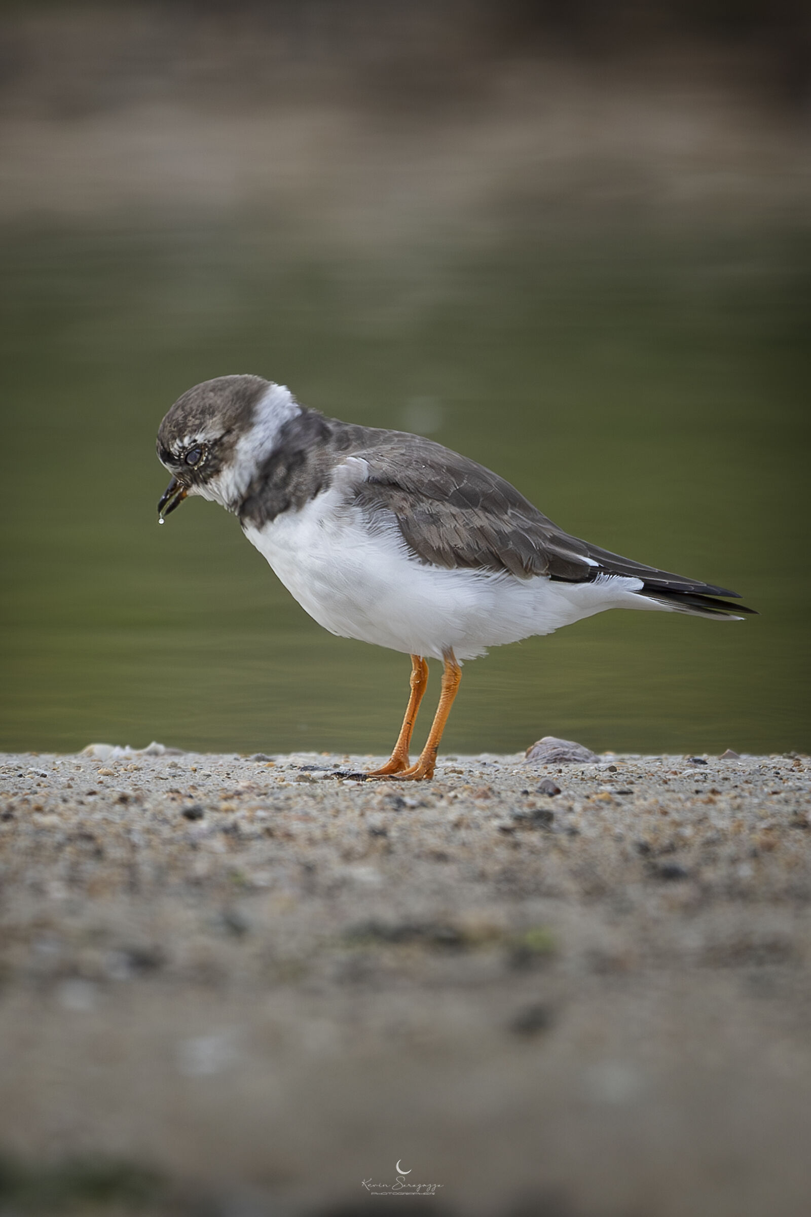 Corriere Grosso drinks