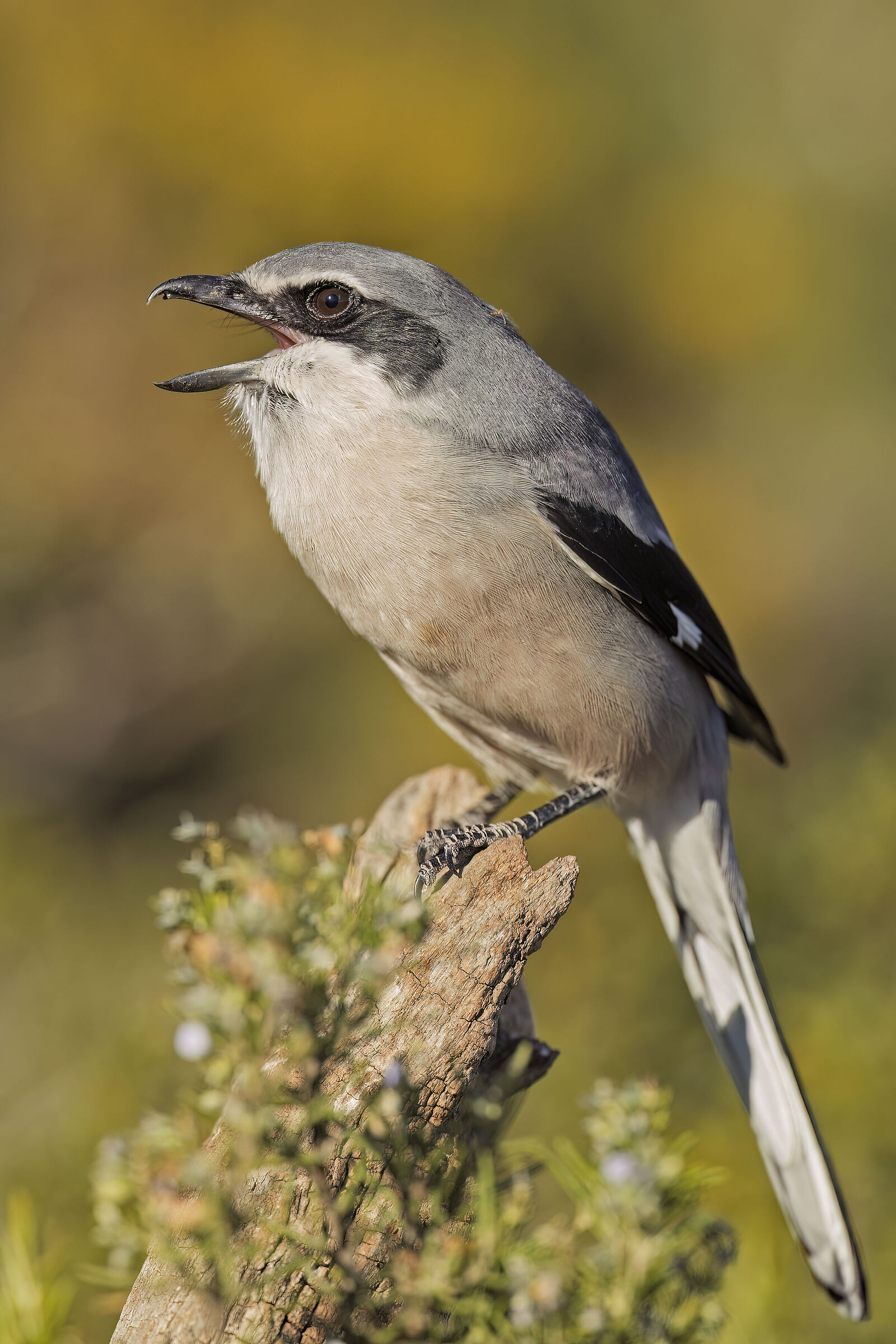 Southern Shrike