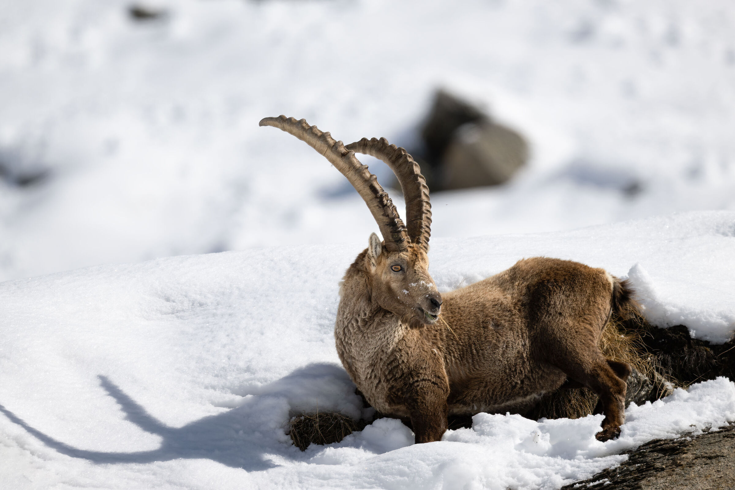 ibex - Gran Paradiso National Park