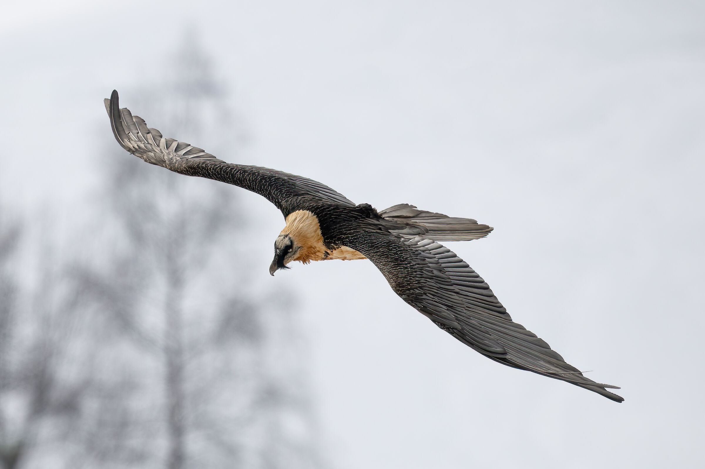 Gypaetus barbatus - Gran Paradiso National Park