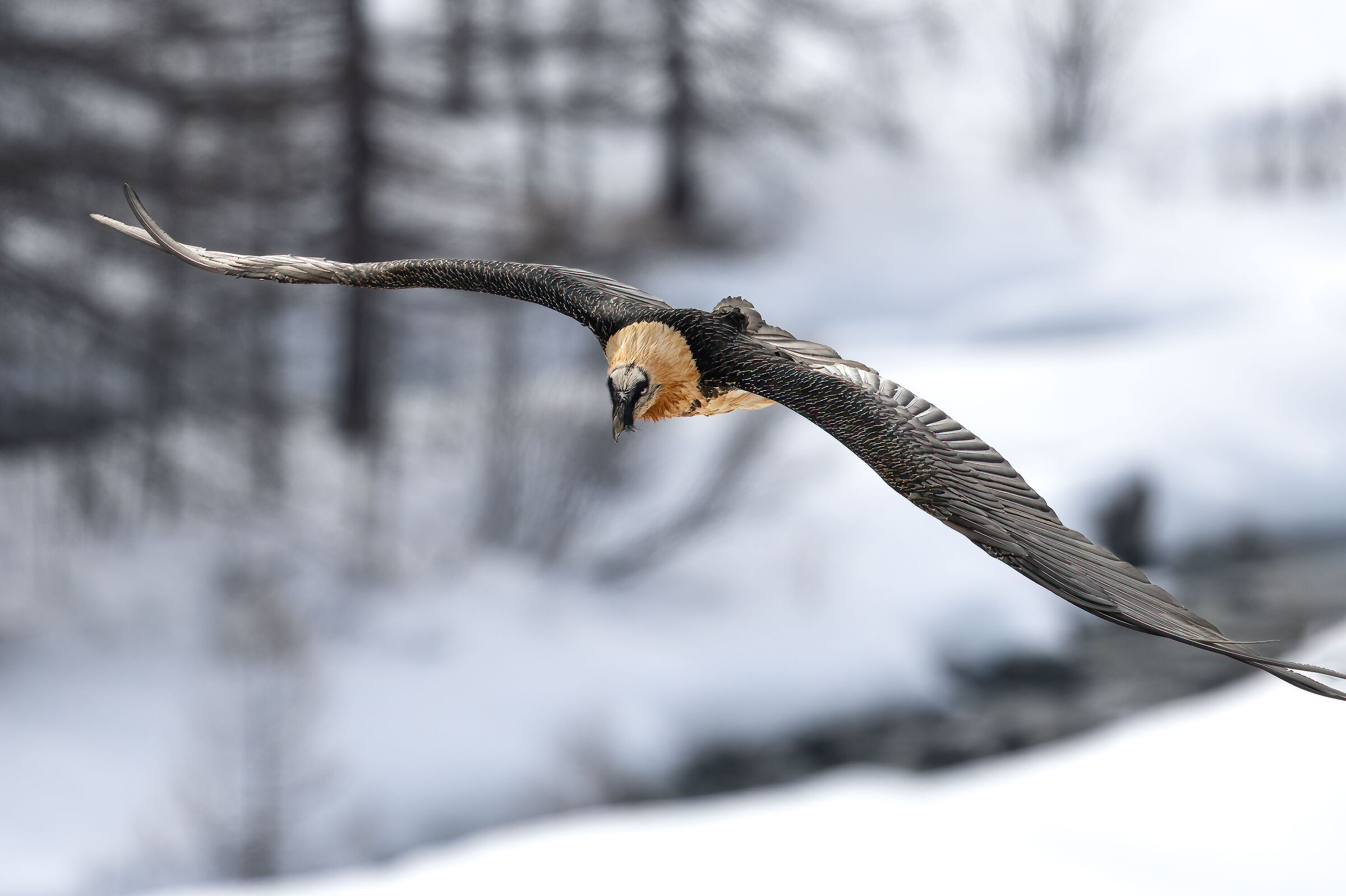 Gypaetus barbatus - Gran Paradiso National Park
