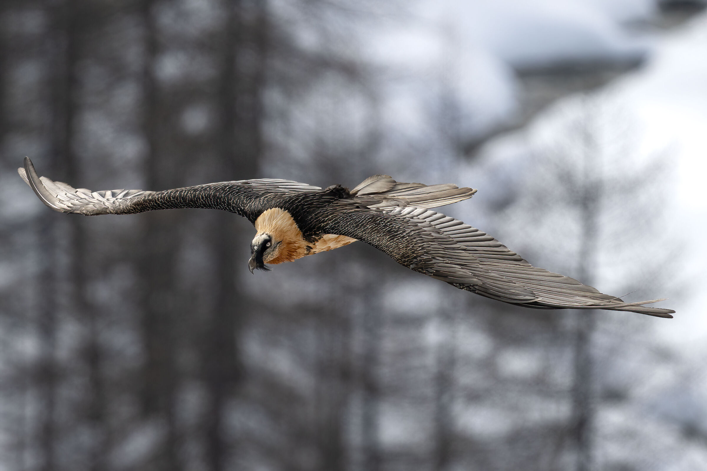 Gypaetus barbatus - Gran Paradiso National Park