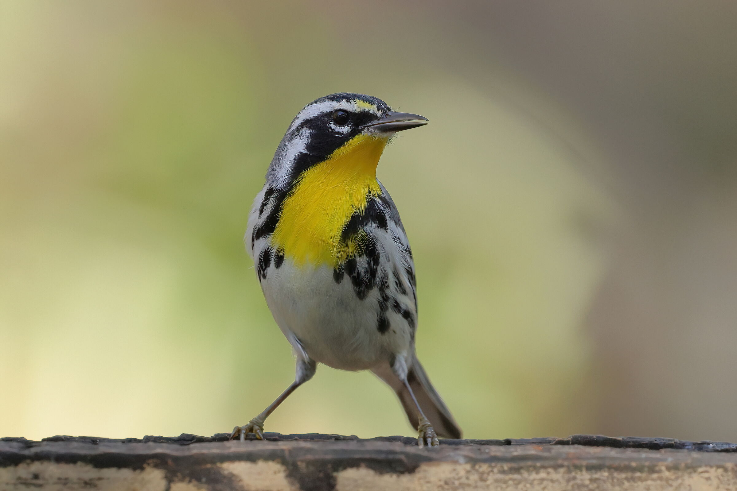 Throated warbler