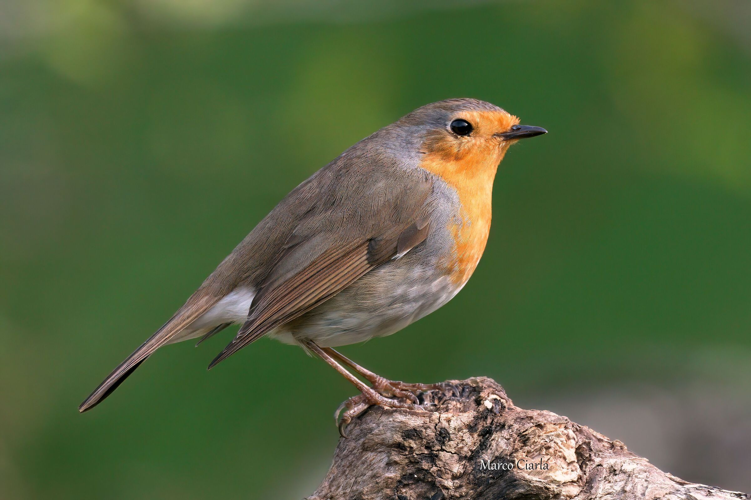 Robin (Erithacus rubecula)