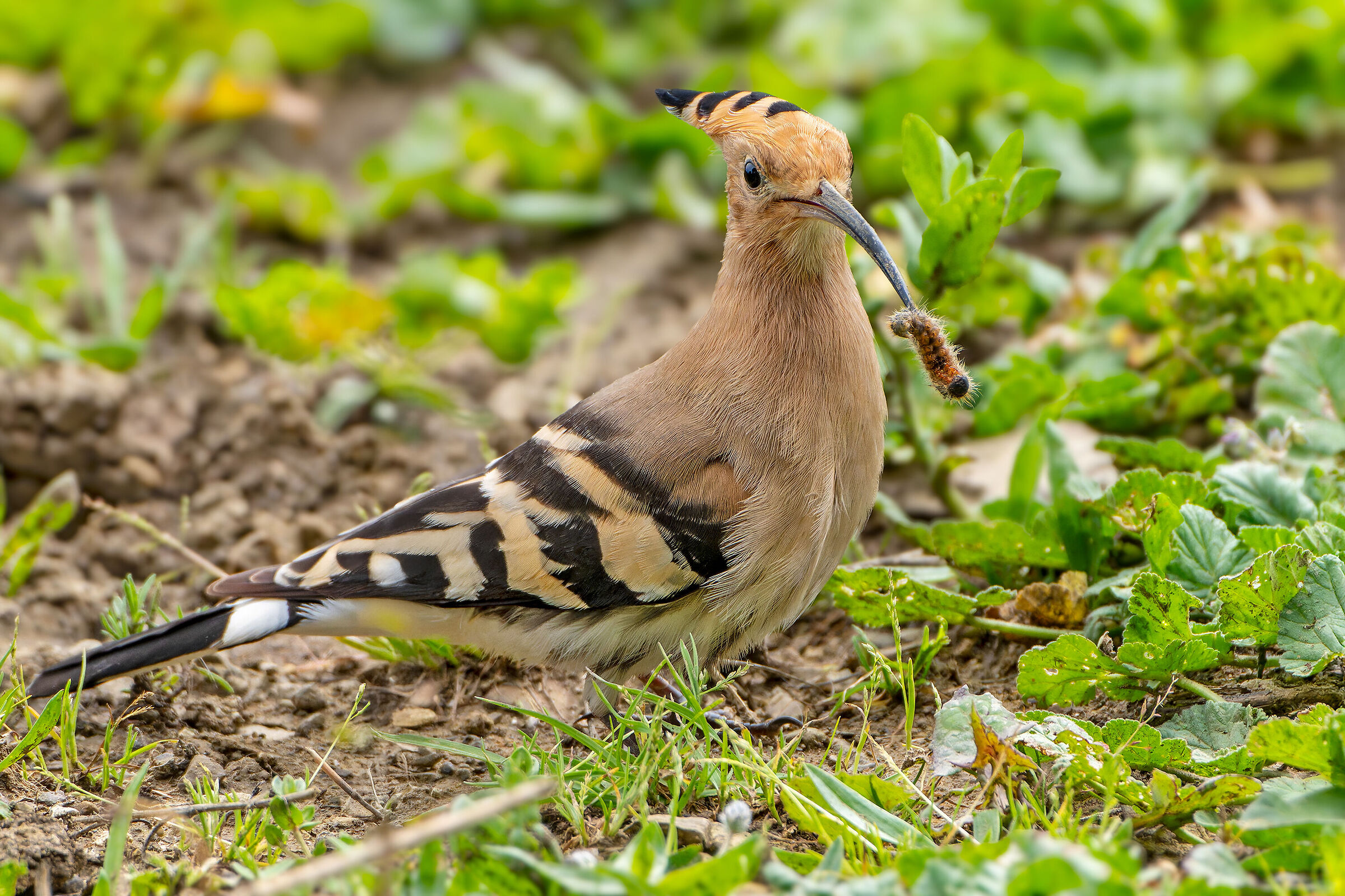 Hoopoe